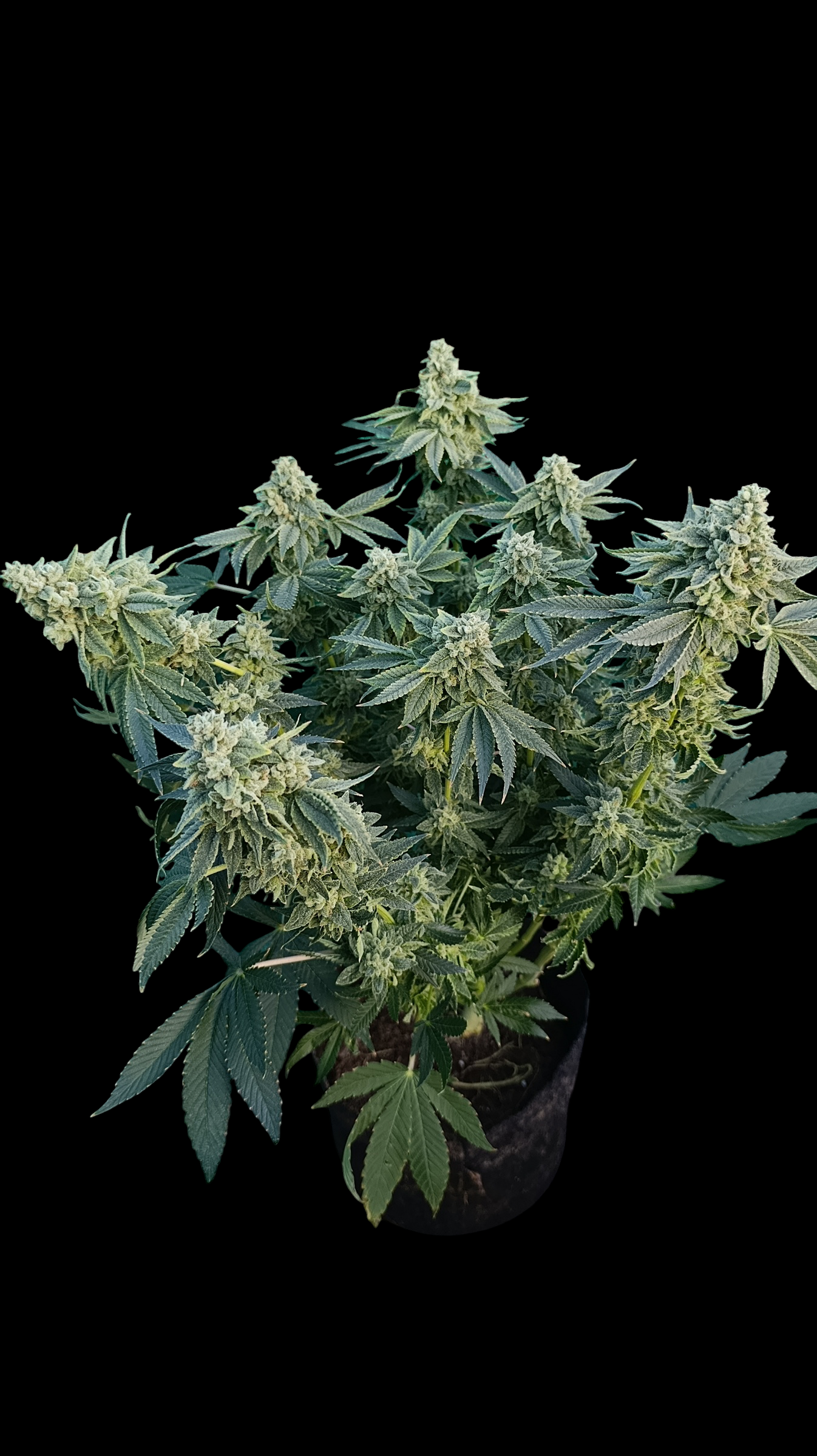 Zour MelonZ
