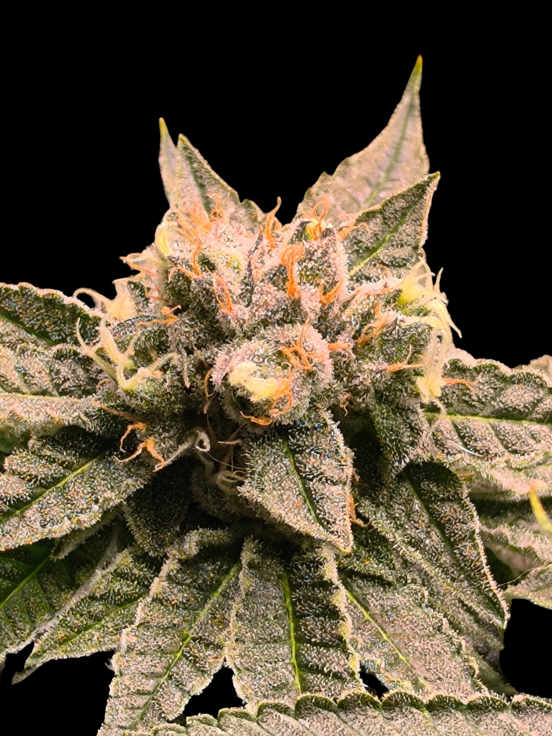 Mint & Peaches© (Blue Peach × Mentha de Croco Bx1 Fern)