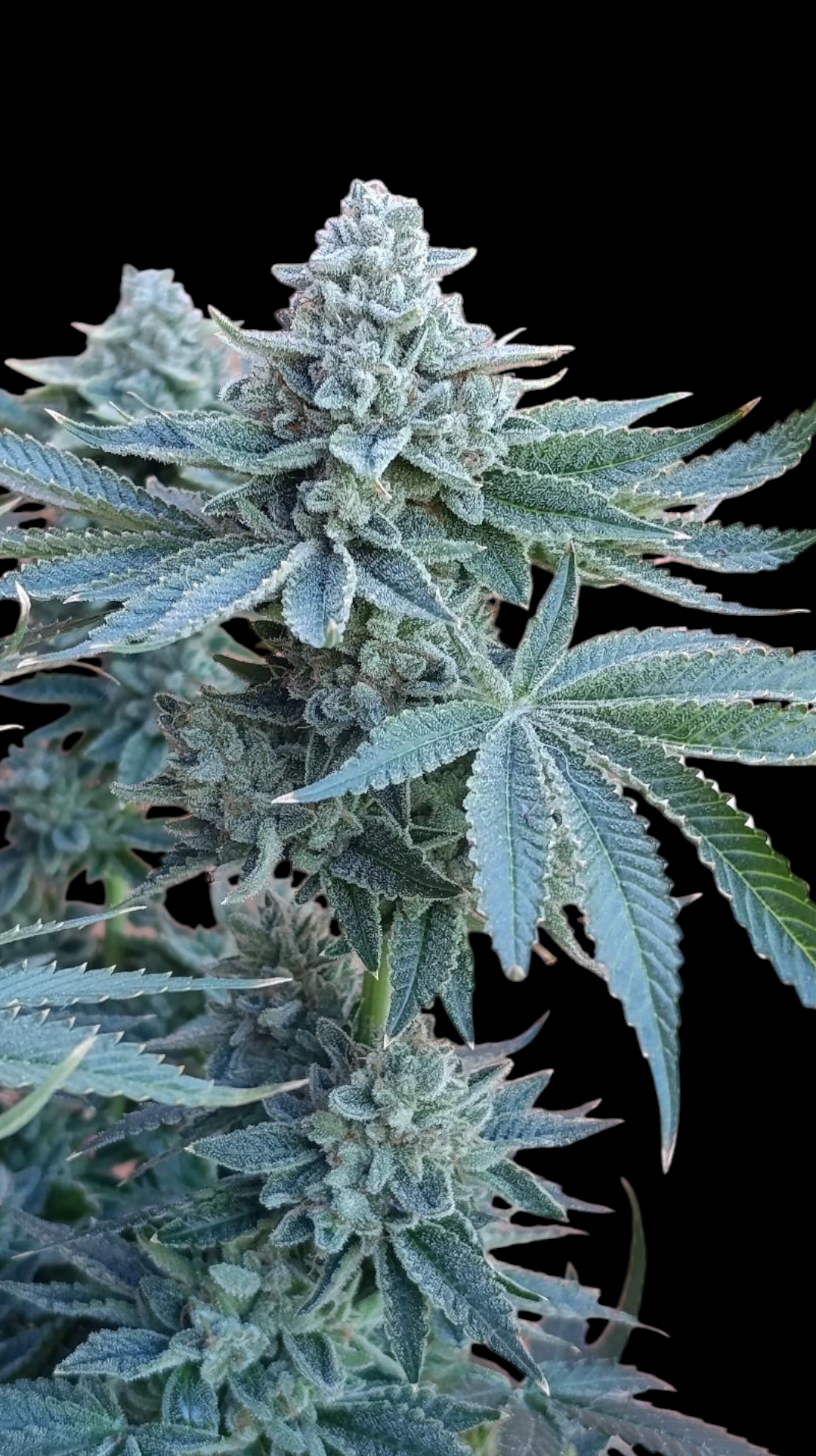 Zour MelonZ
