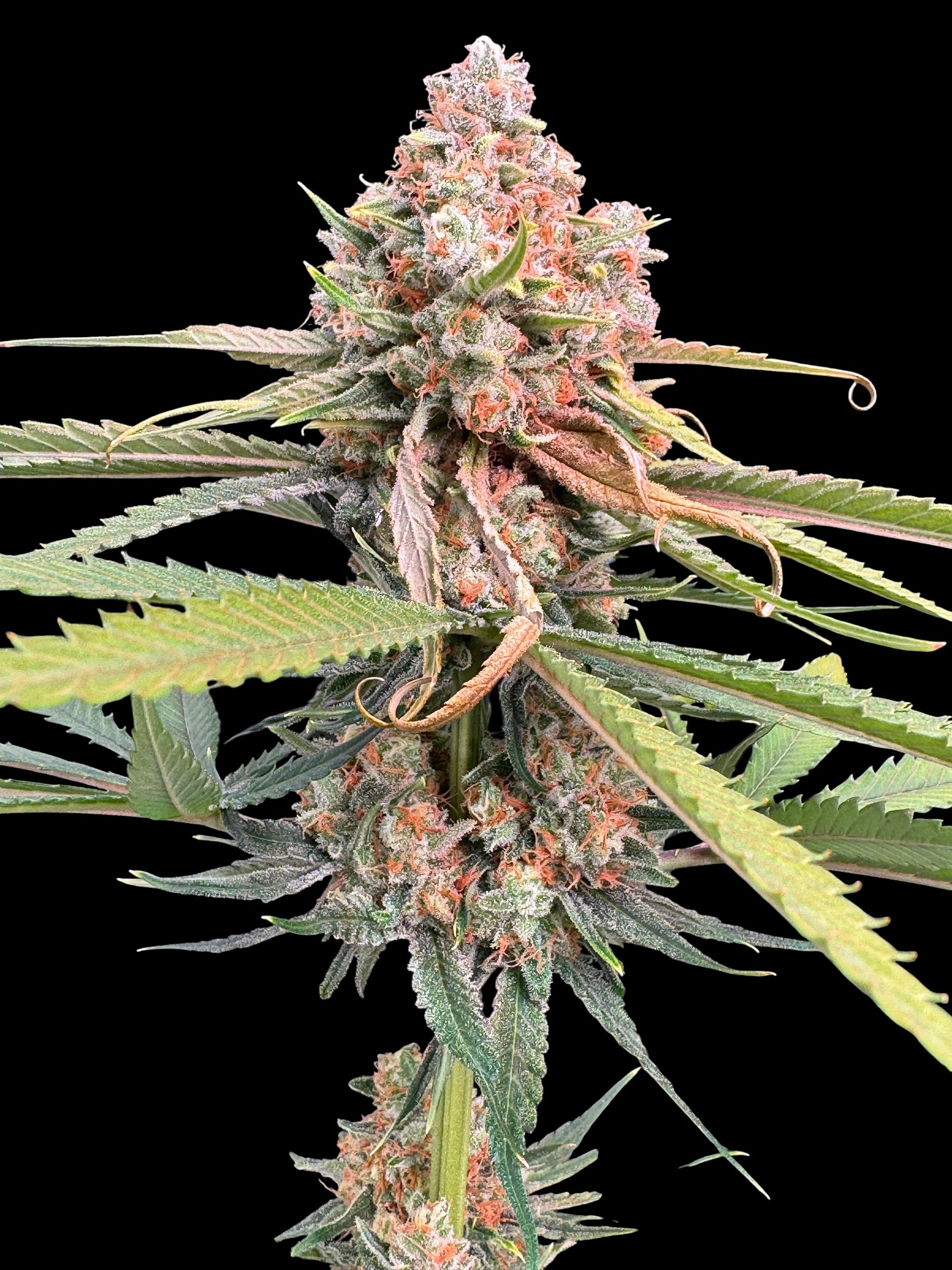Haze Guava