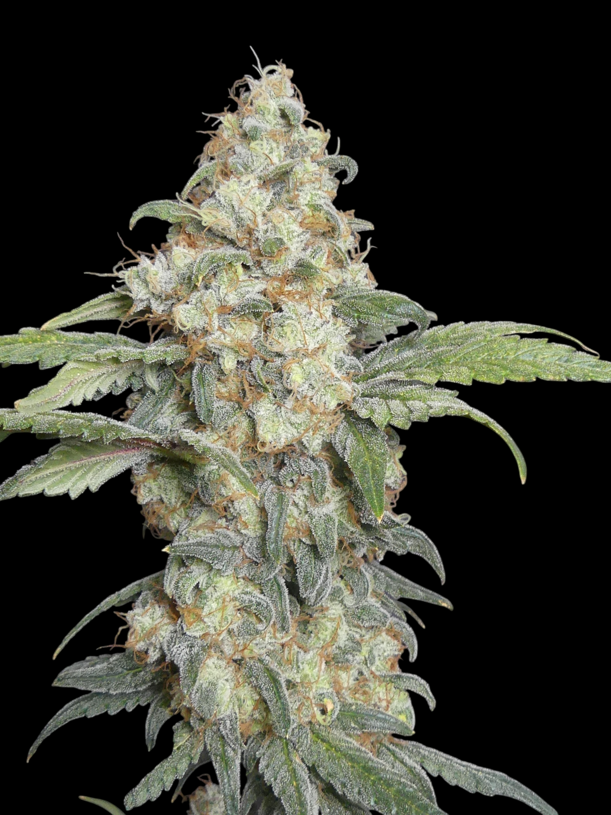 ZITRO© (Zi Melon × Mentha de Croco Fern Bx1)