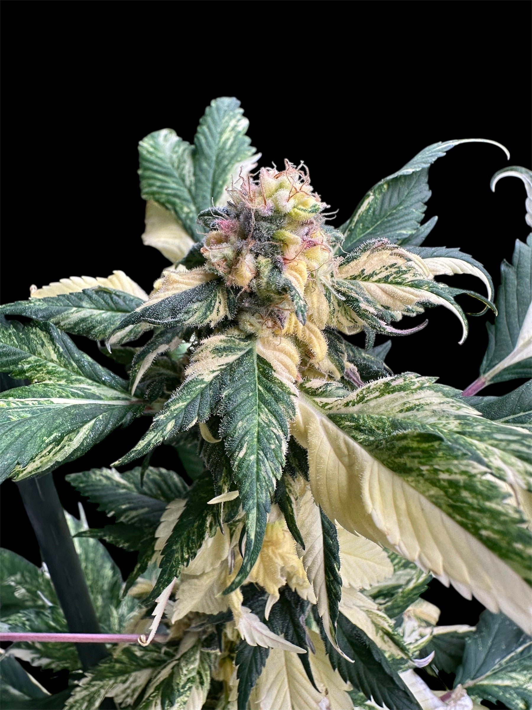 Variegated Sour GPP© (Sour GPP Variegated x (Sour Diesel Bx3 x Spicy Temptation GPP)