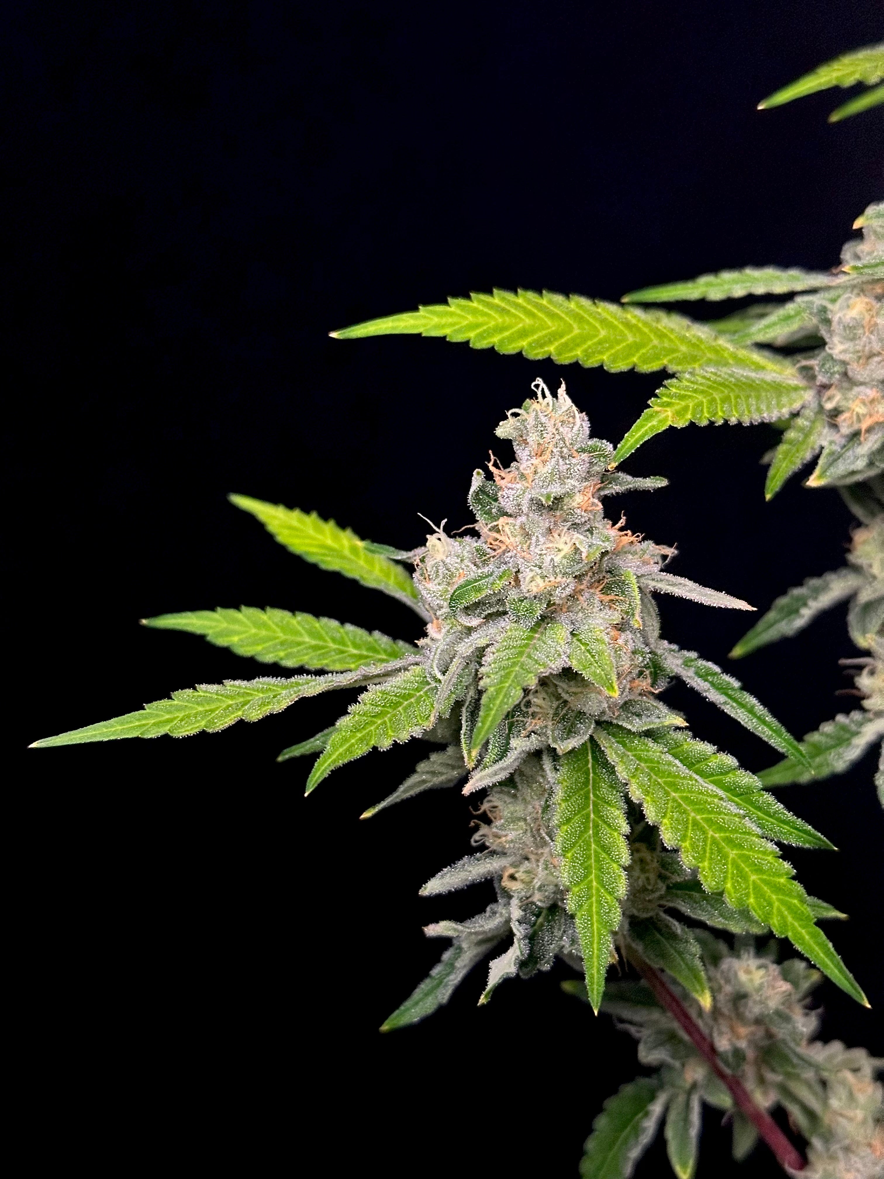 Sour Menthol Banger© (Sour Melon x Headbanger) x Mentha de Croco Bx1 Fern)