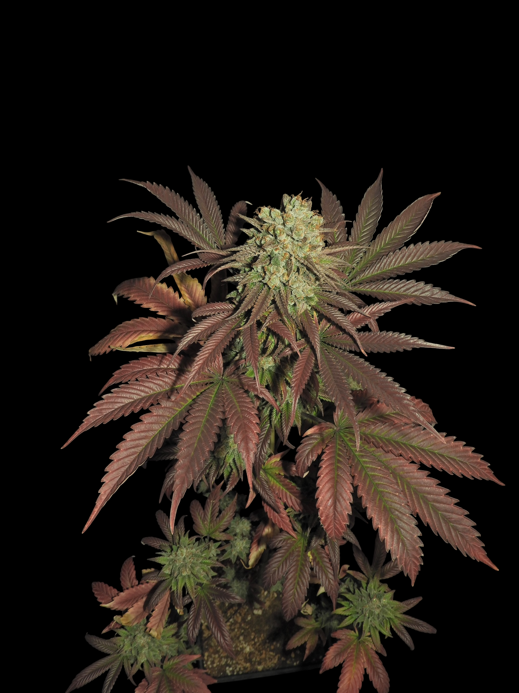 Haze D’Lux© Fem *LIMITED*