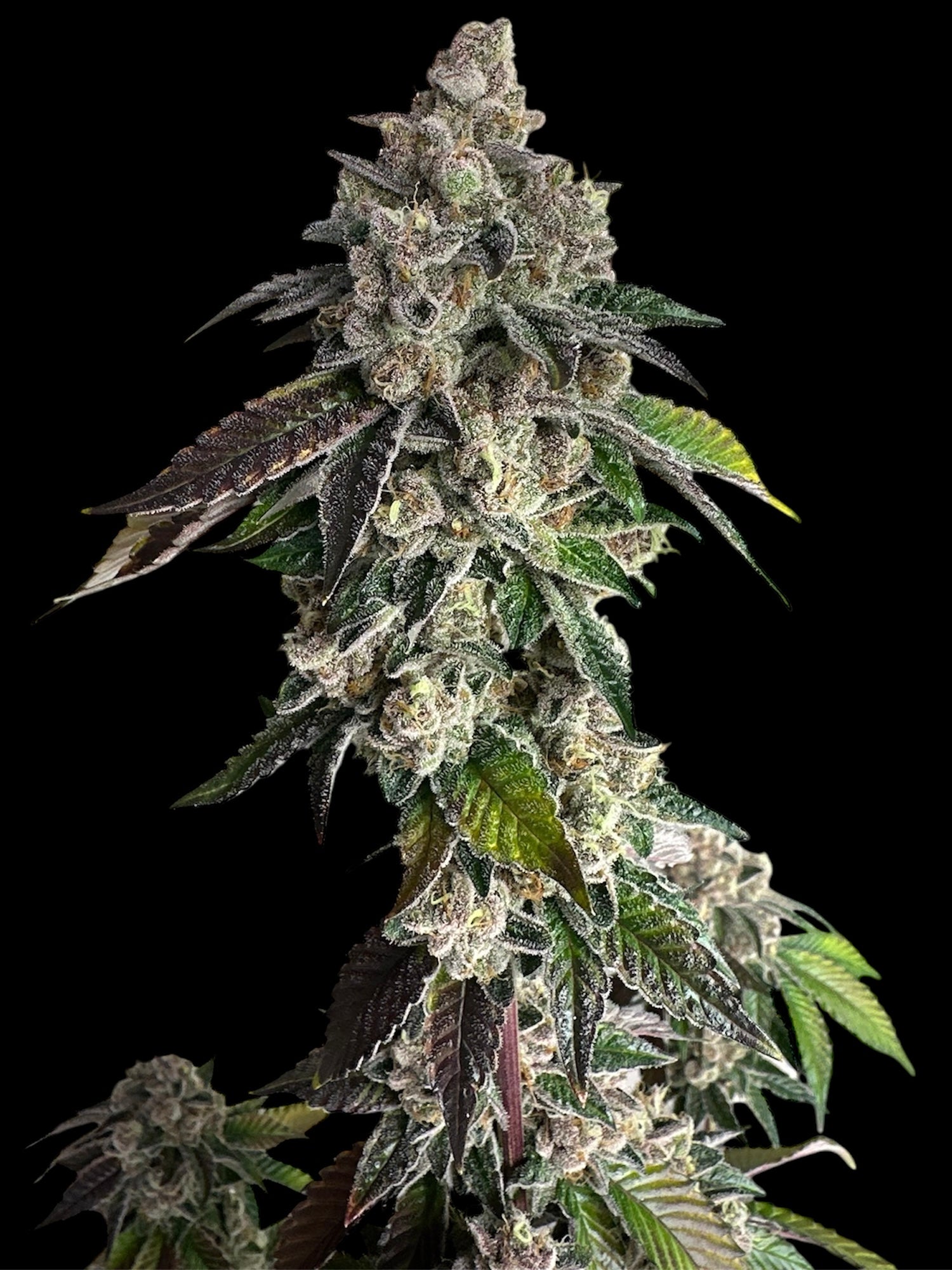 Mandarin Squeeze© Fem