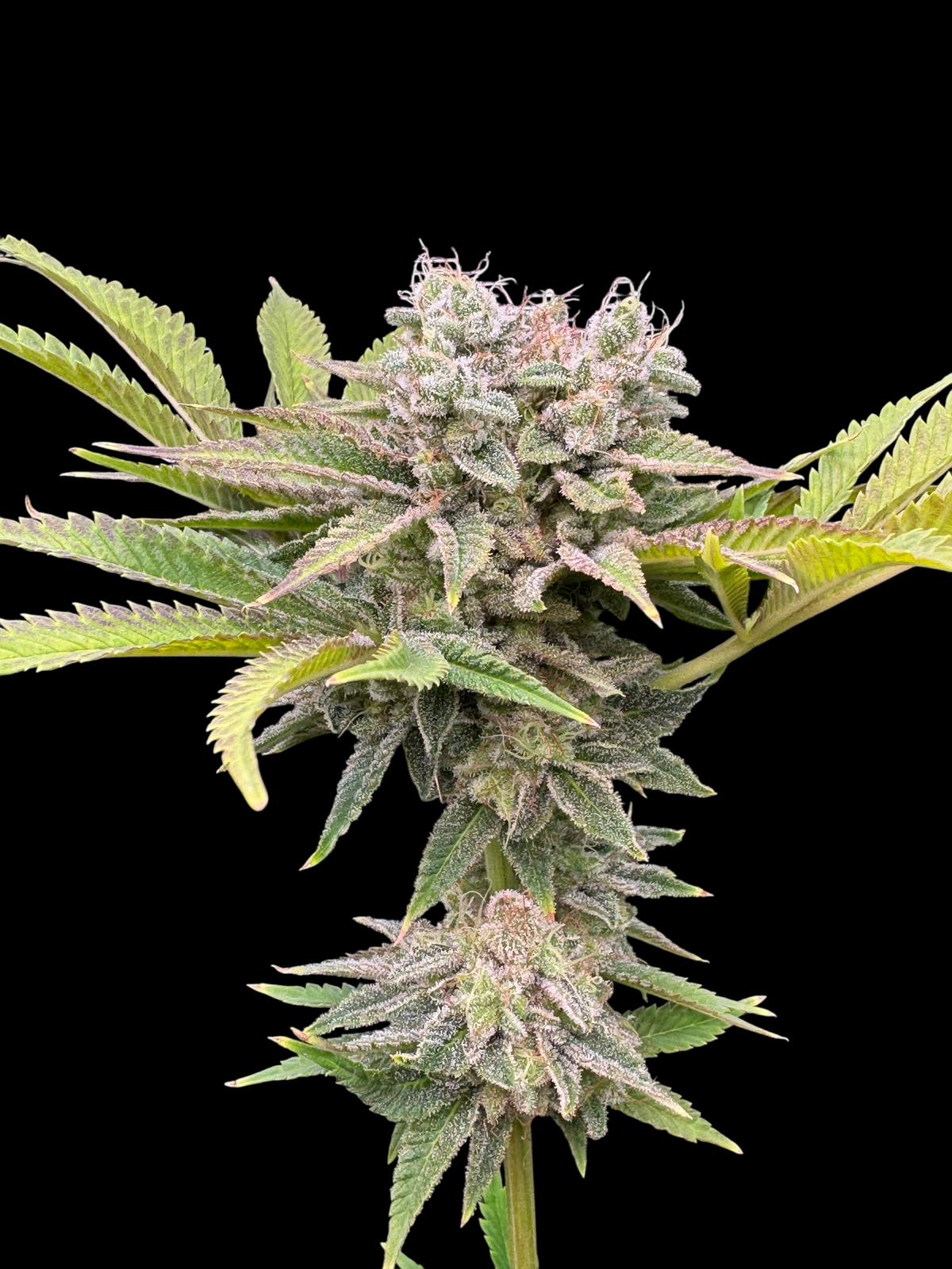 Fruit Trees© (Forbidden Fruit Cake x Mentha de Croco Bx1 Fern)
