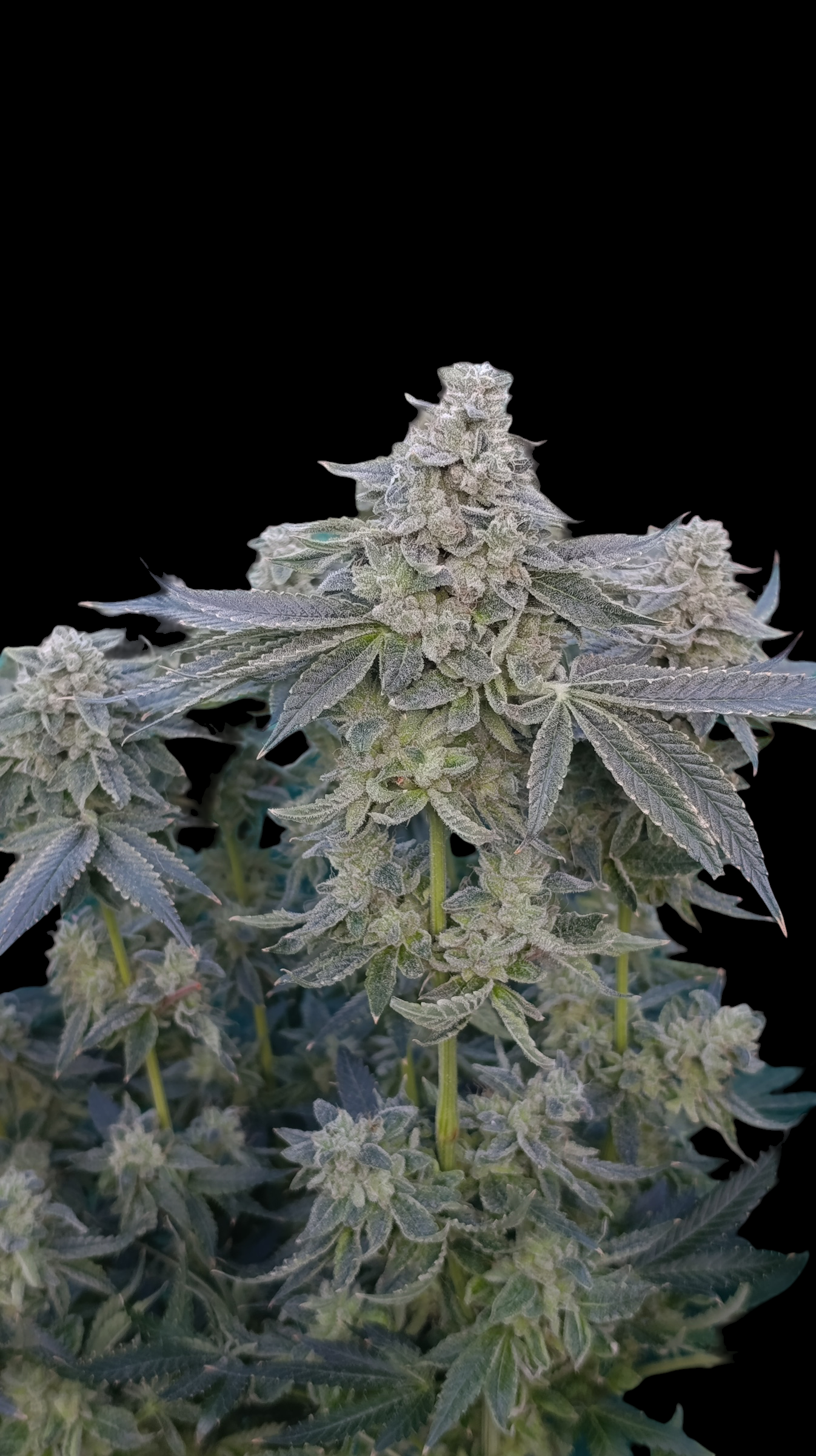 Zour MelonZ