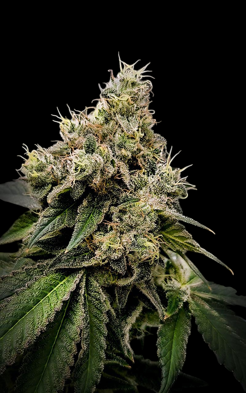 Tropical Spritzer (Tropicana Cherry x Spritzer)
