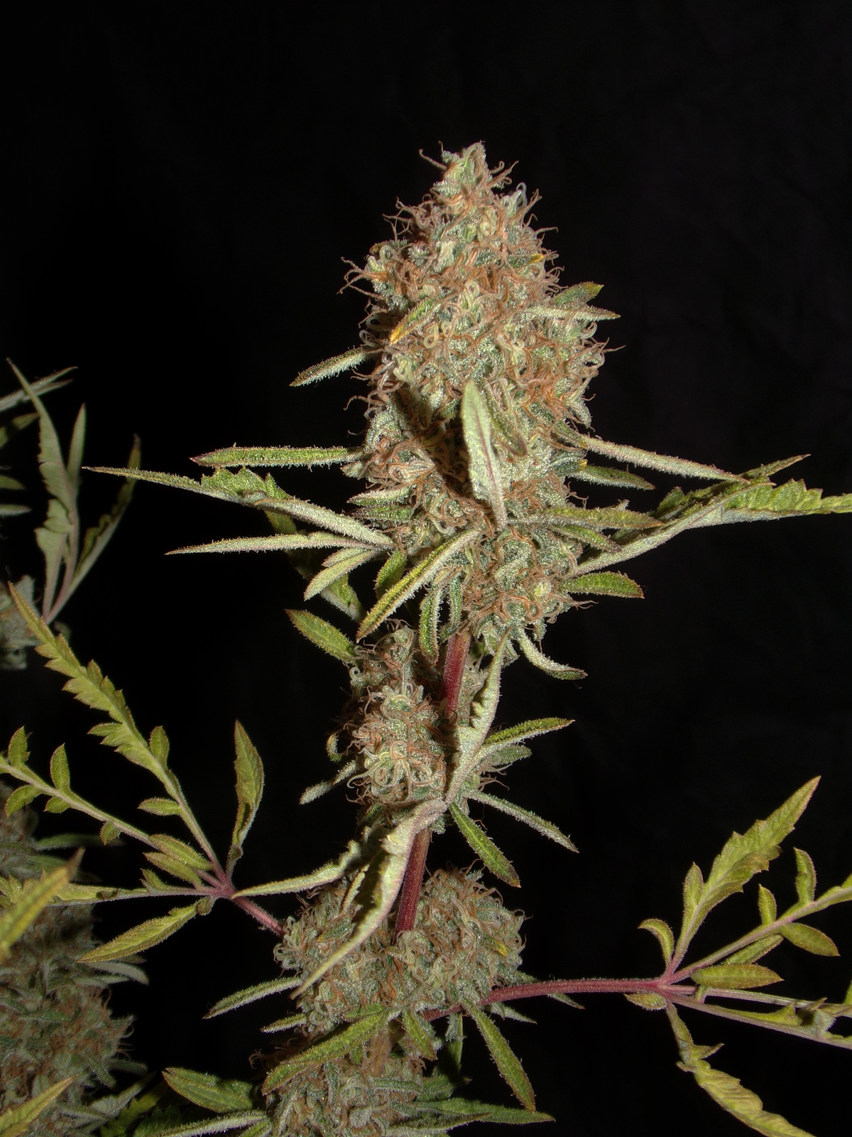 Banana Chem Freak© (Banana Punch Freak x Blueberry Vintage Freak x Mentha de Croco F3 "Fusion Raptor")