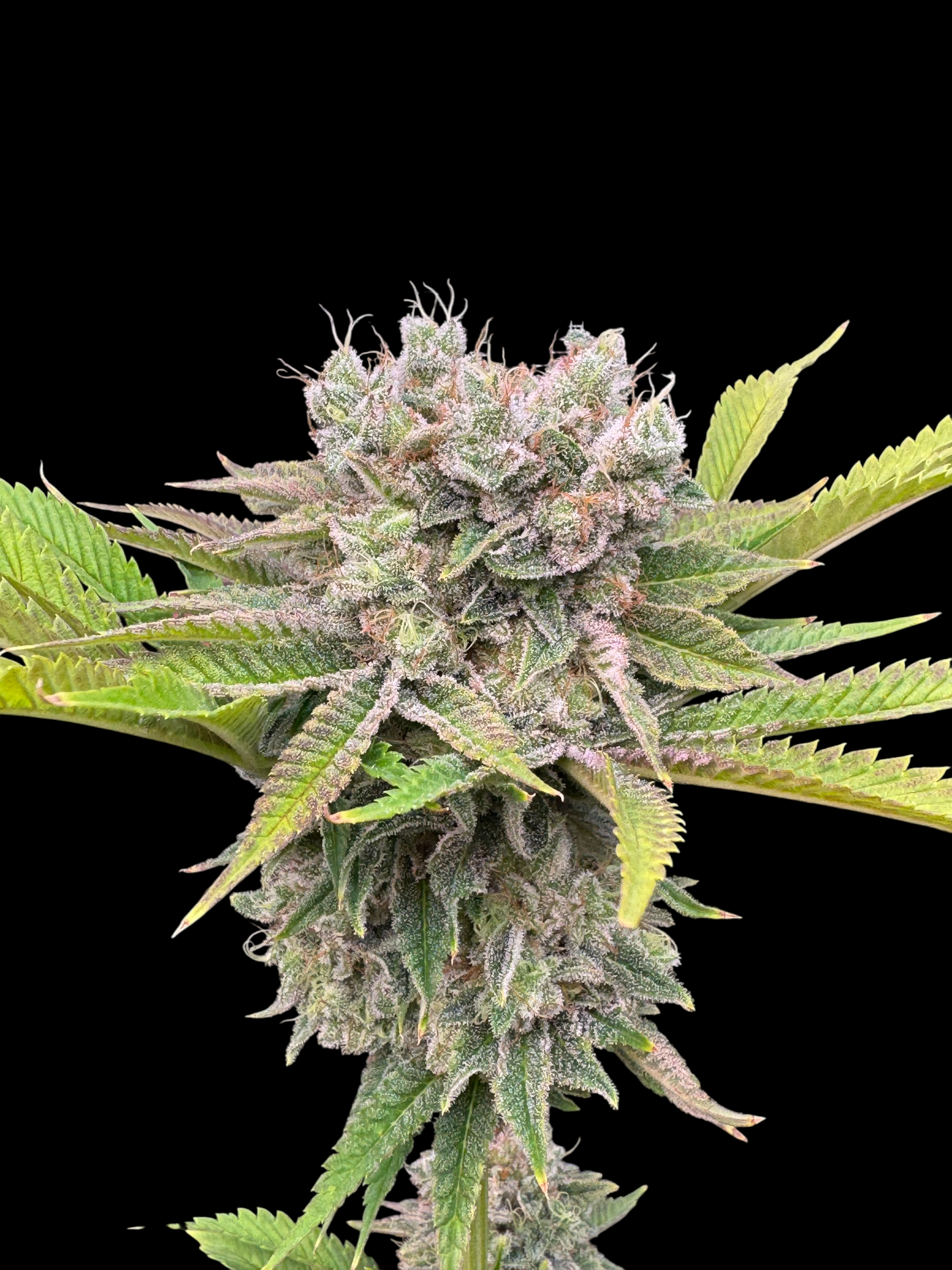 Fruit Trees© (Forbidden Fruit Cake x Mentha de Croco Bx1 Fern)