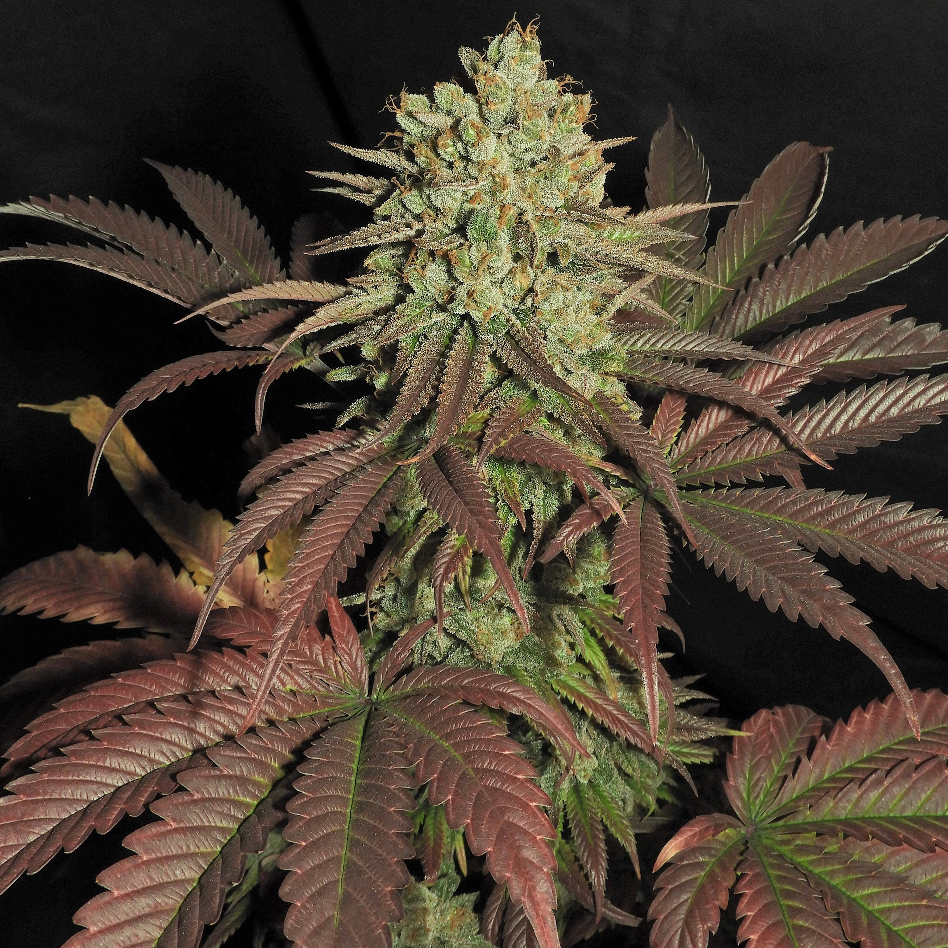Haze D’Lux© Fem *LIMITED*