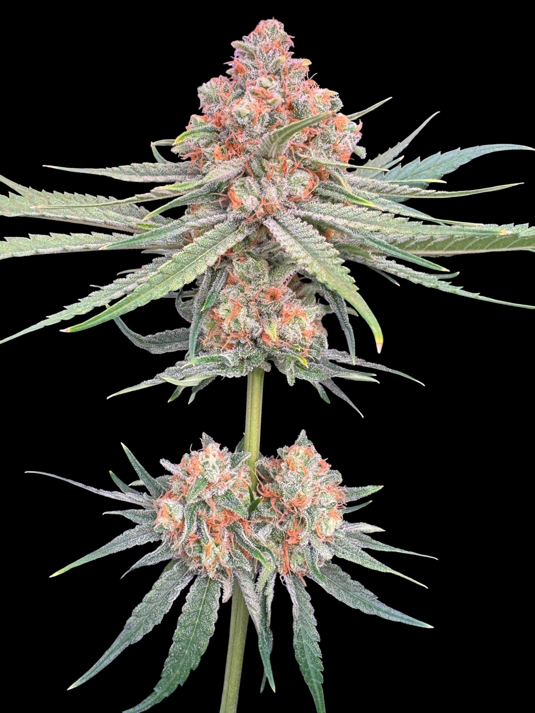 Haze Guava