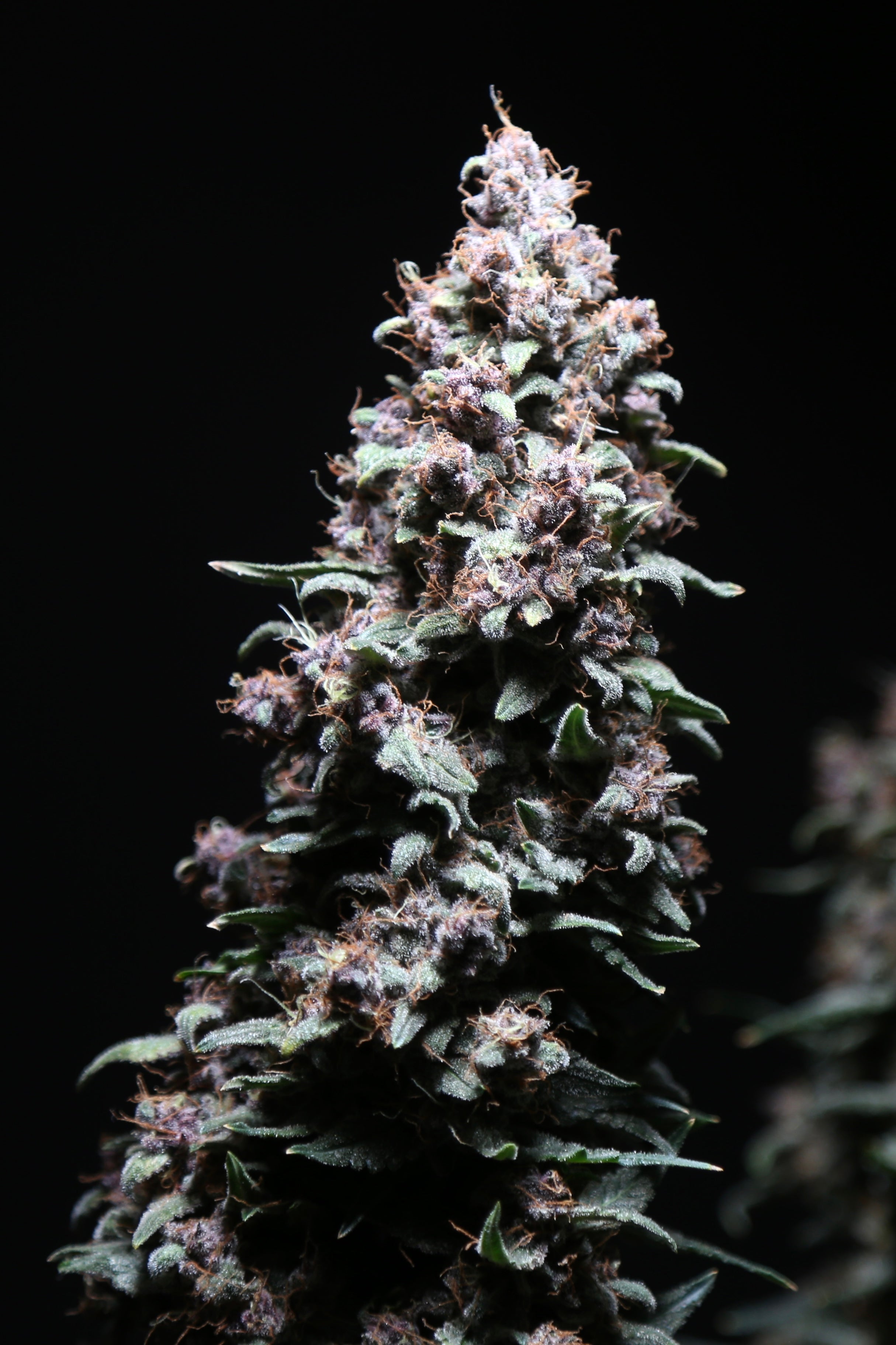 Platinum Ape Auto© (Gorilla Vanilla x Gorilla Glue XXL Auto)