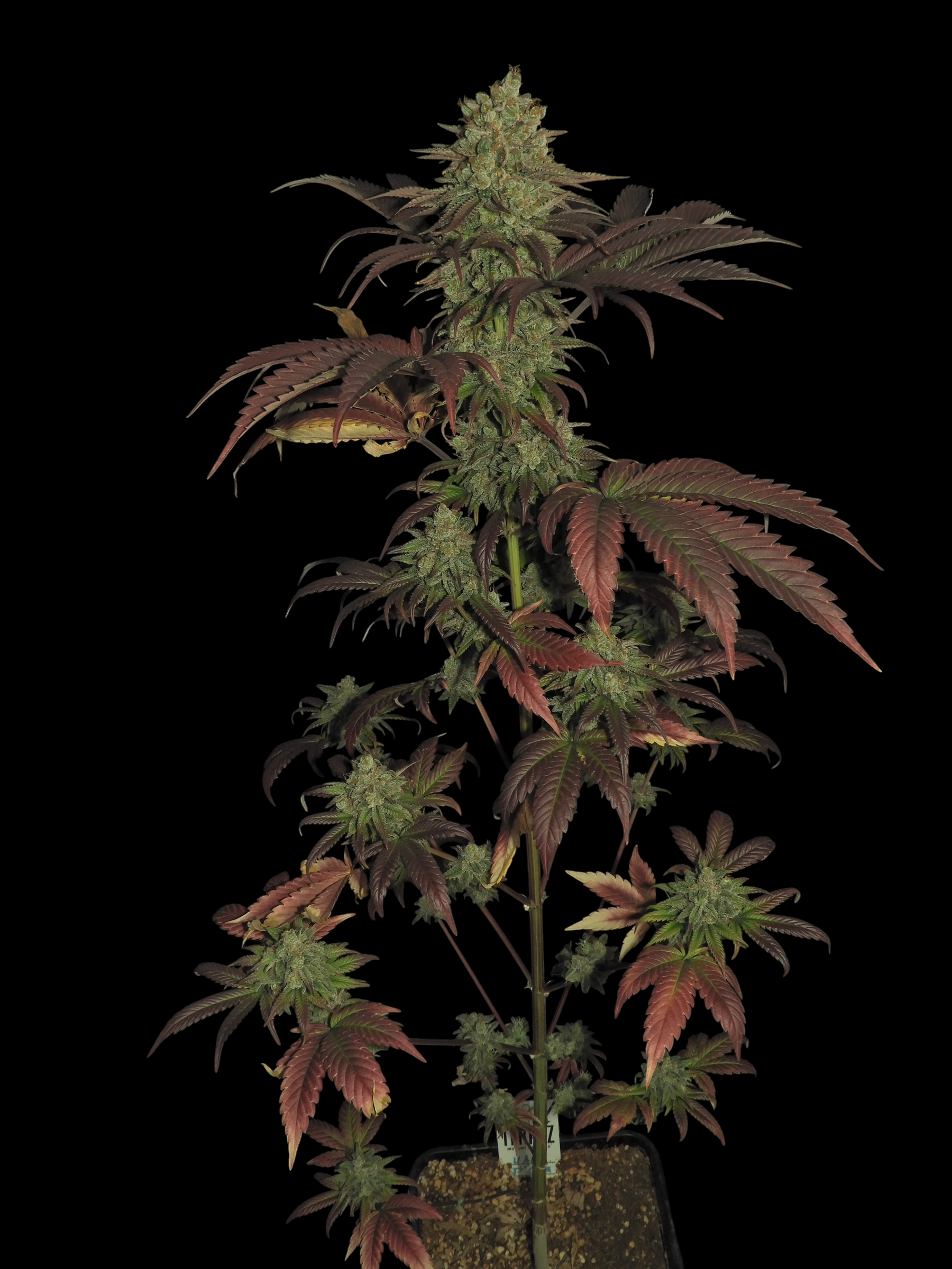 Haze D’Lux© (OG DLux Bx3 "Purple Haze Pheno" x Mentha de Croco Bx1)