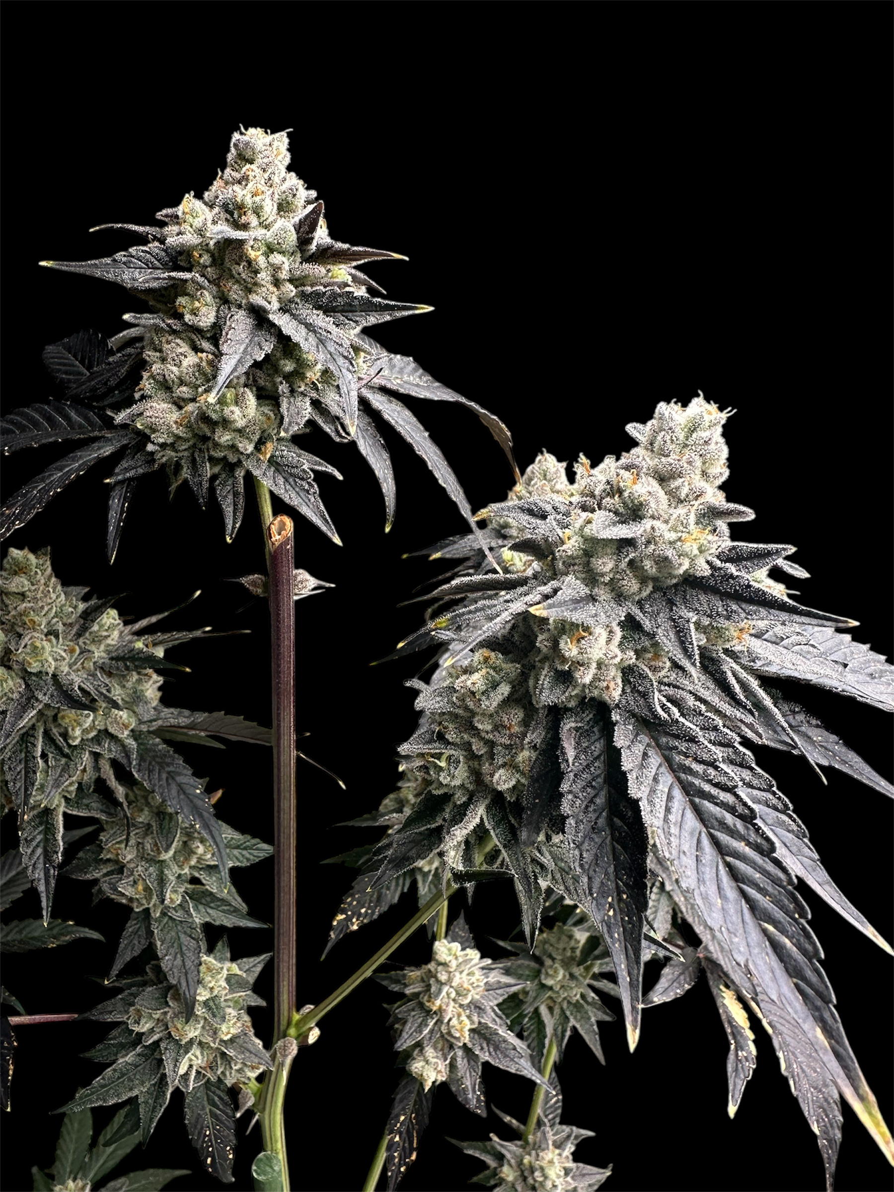 Vanilla Noir© Fem