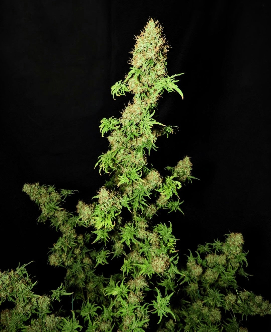 FlowOG ABC© (Flo Fusion ABC x Purple Urkle OG Dooligah F2)
