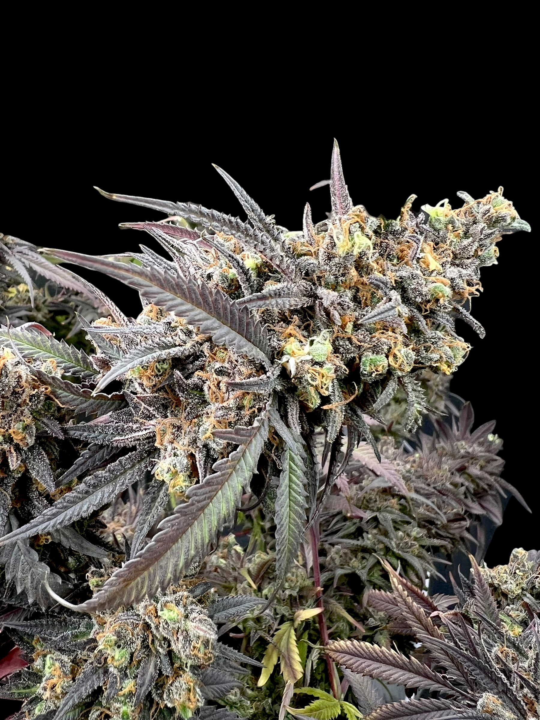 Mentha de Croco© Croco Reg *Begrenzt*
