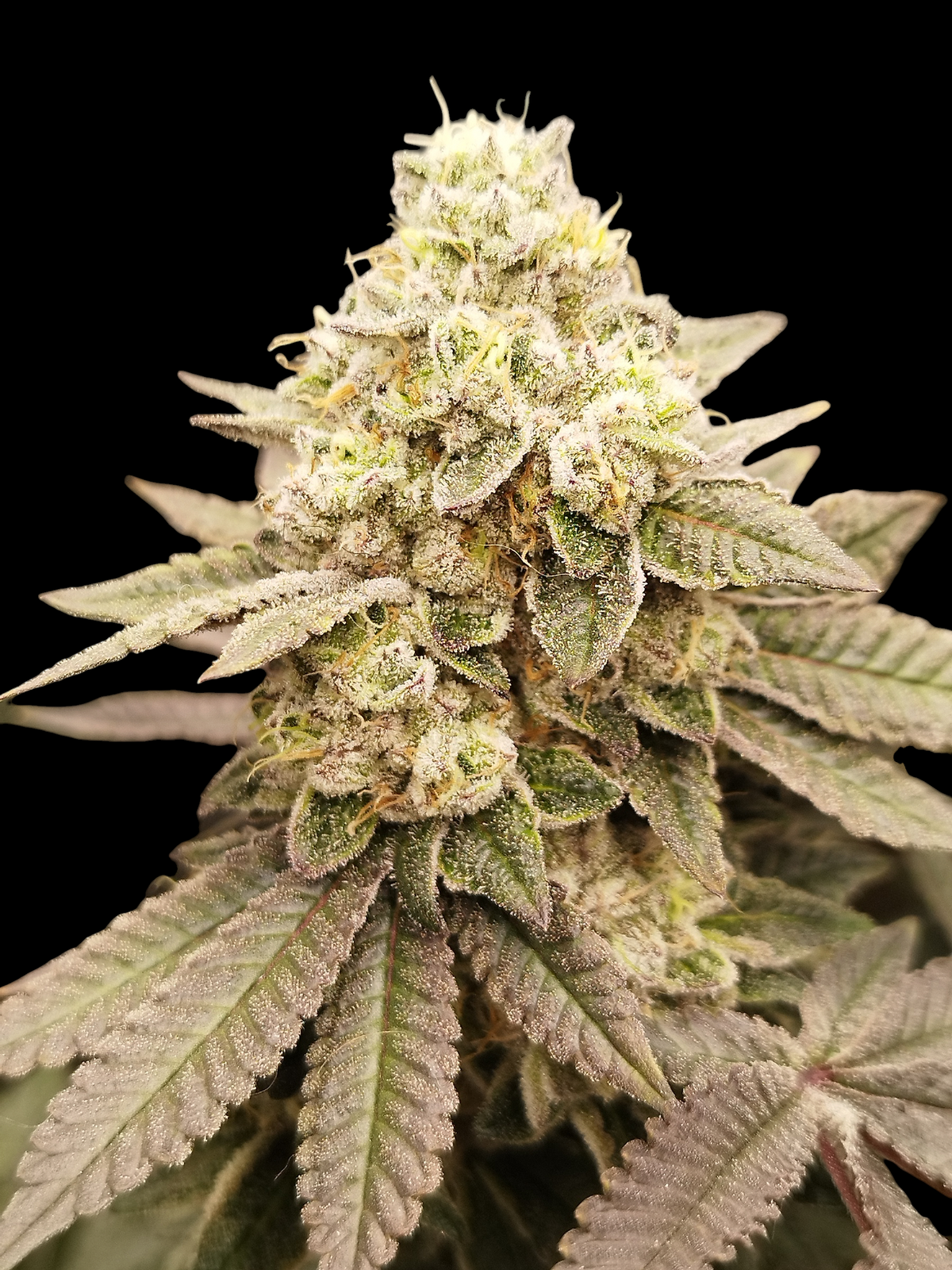 Soda Cream (Purple Octane x Spritzer)