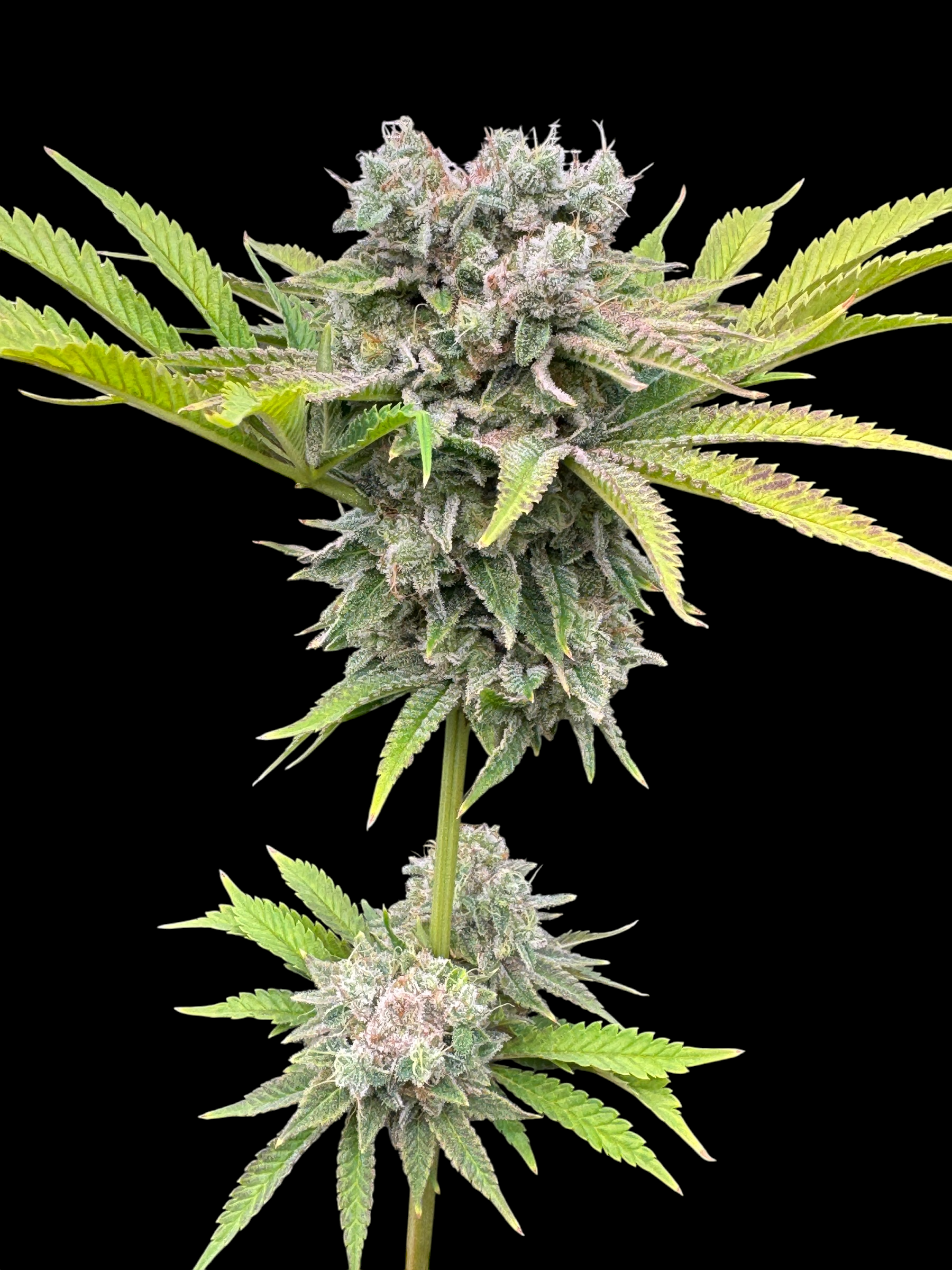 Fruit Trees© (Forbidden Fruit Cake x Mentha de Croco Bx1 Fern)