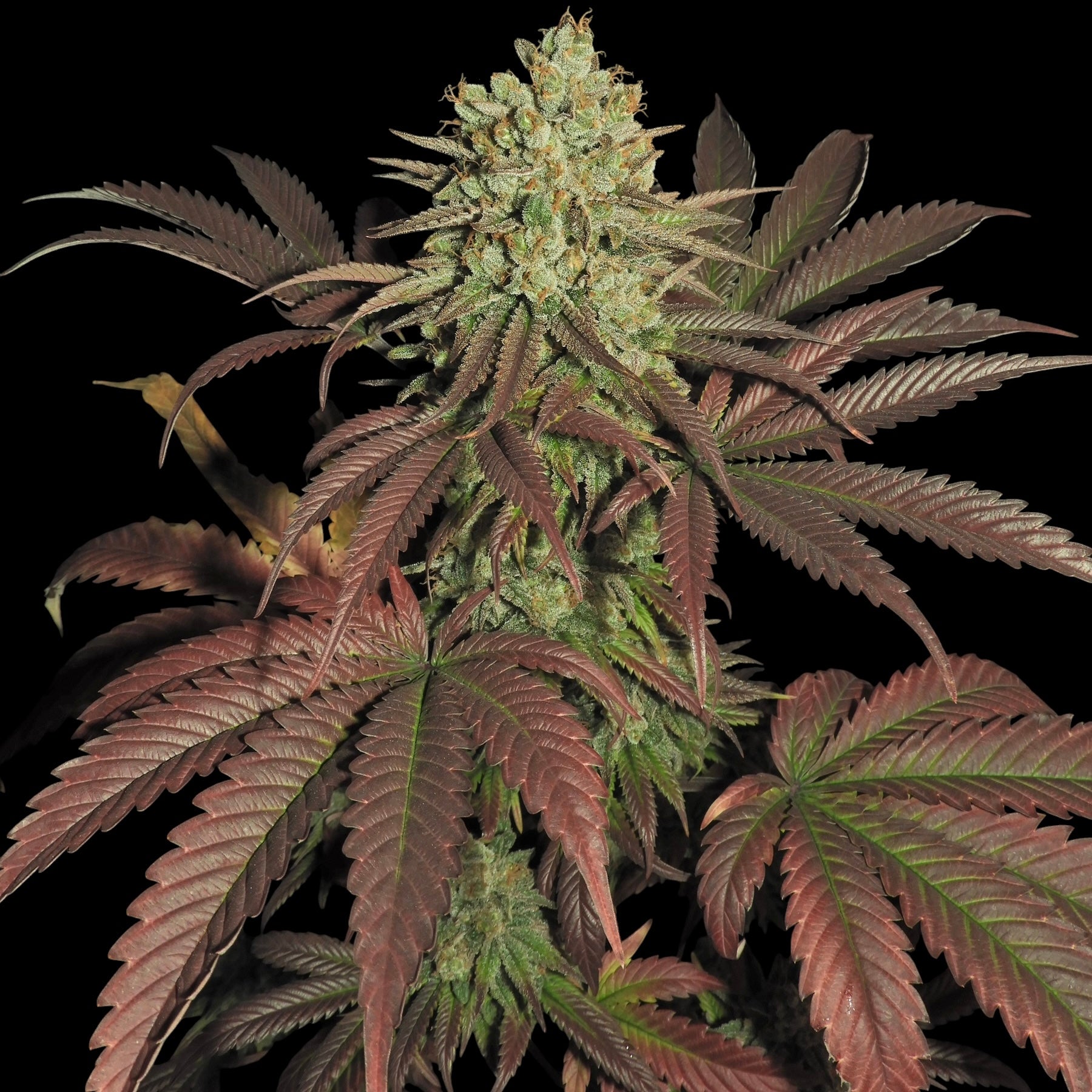 Haze D’Lux© Fem *LIMITED*