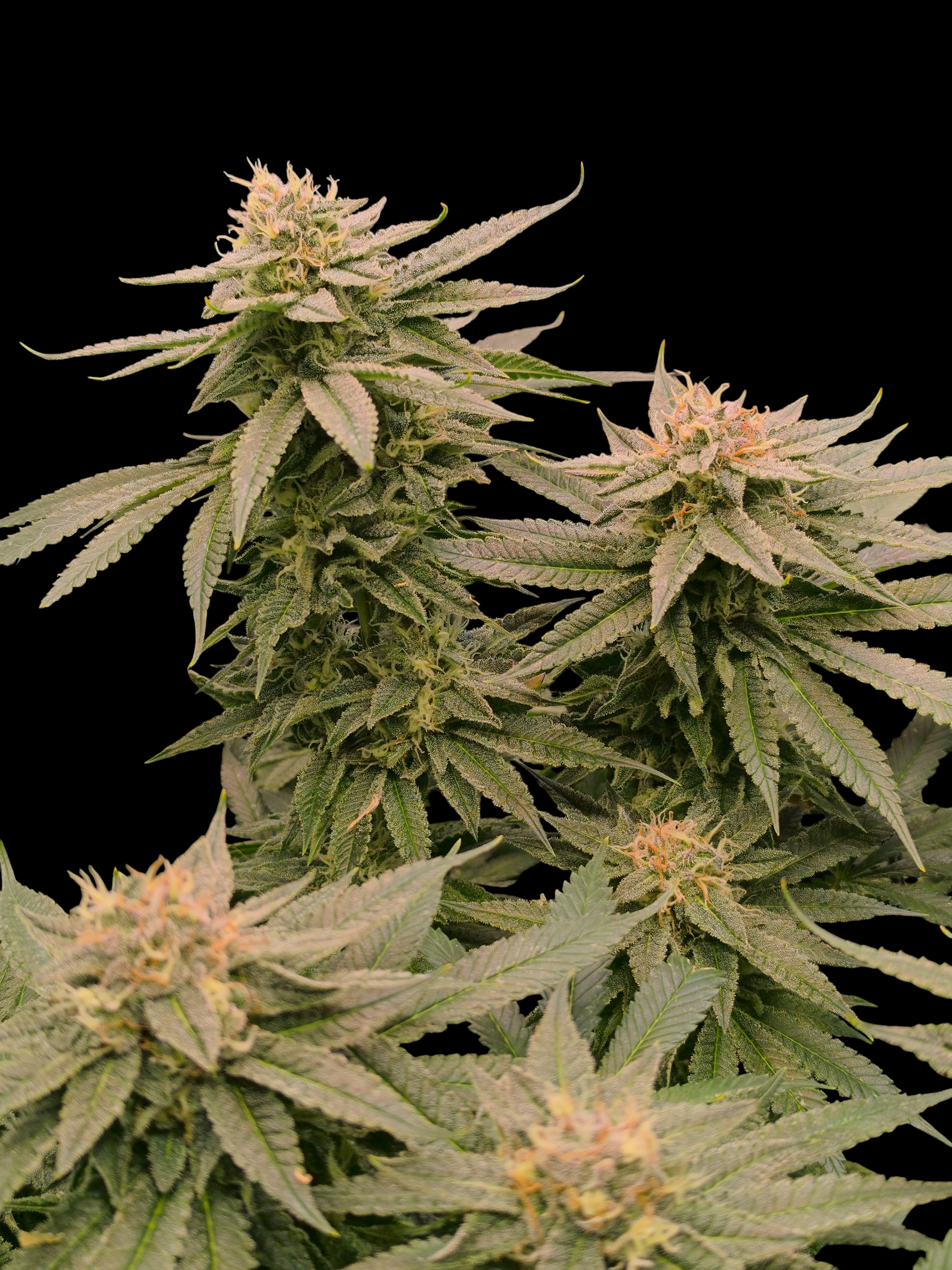 Mint & Peaches© (Blue Peach × Mentha de Croco Bx1 Fern)