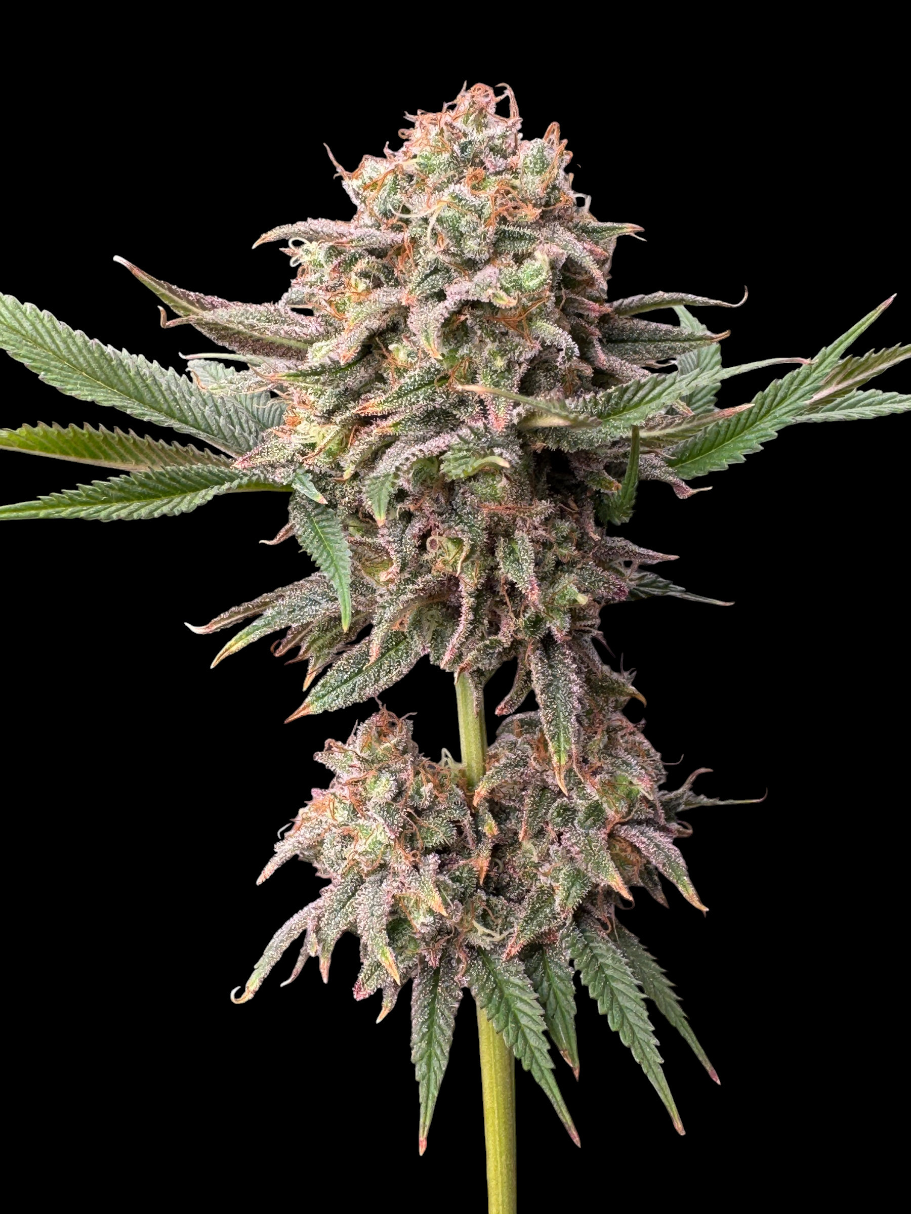 MACandarin (Forbidden Fruit Cake x (MAC x Mandarin Squeeze)