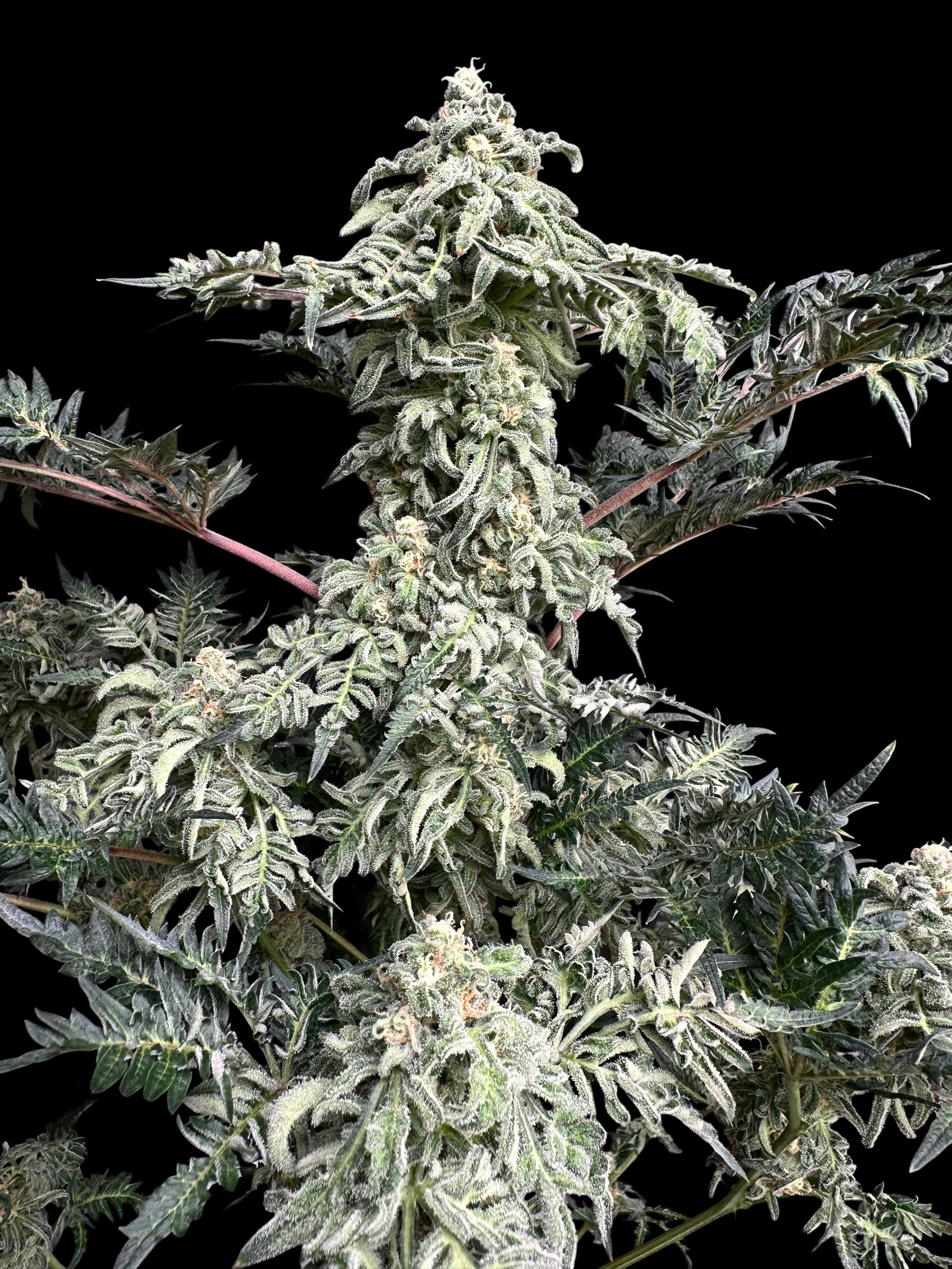 The Reek (Mentha de Kosher x Mentha de Croco Bx1)