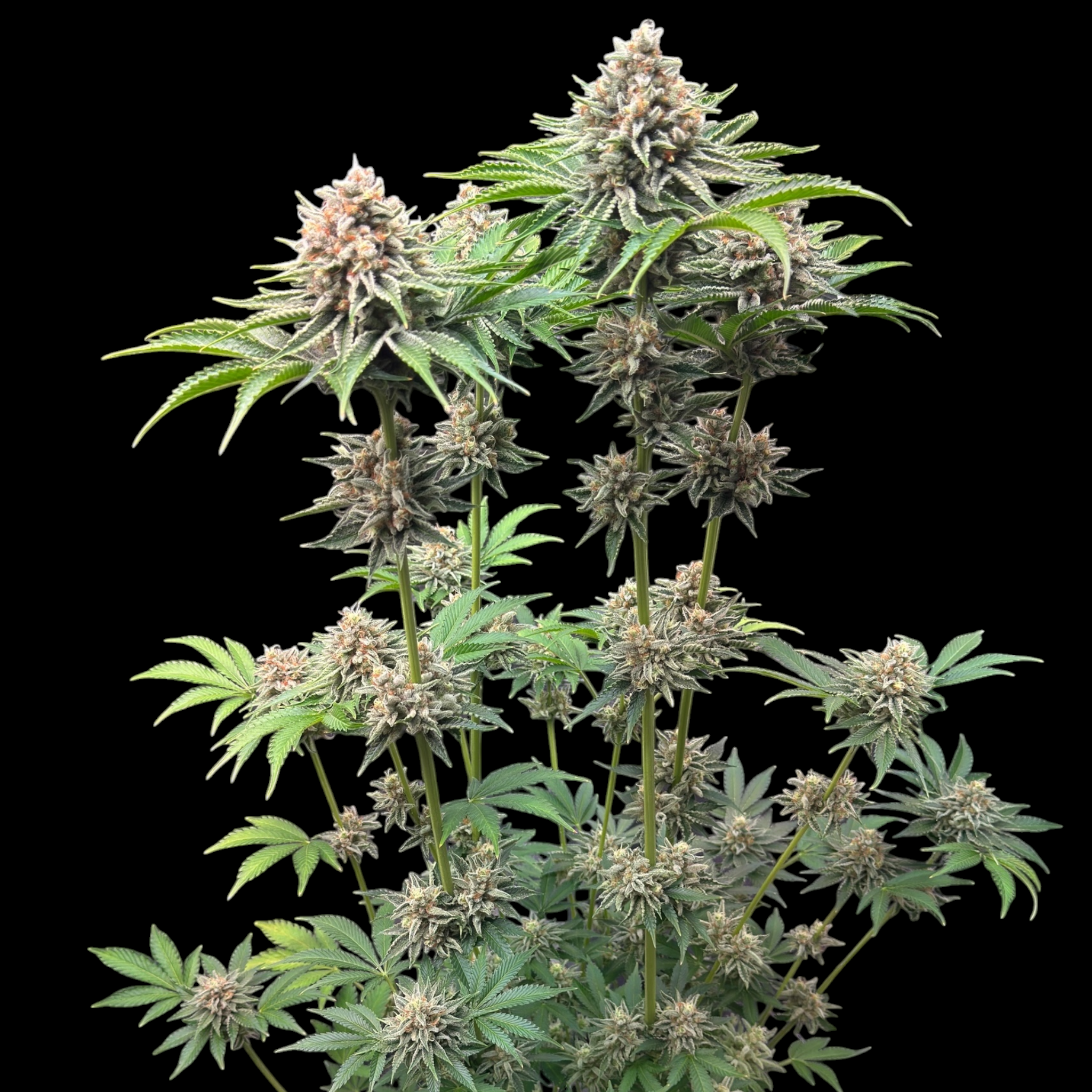 SourCenter OG