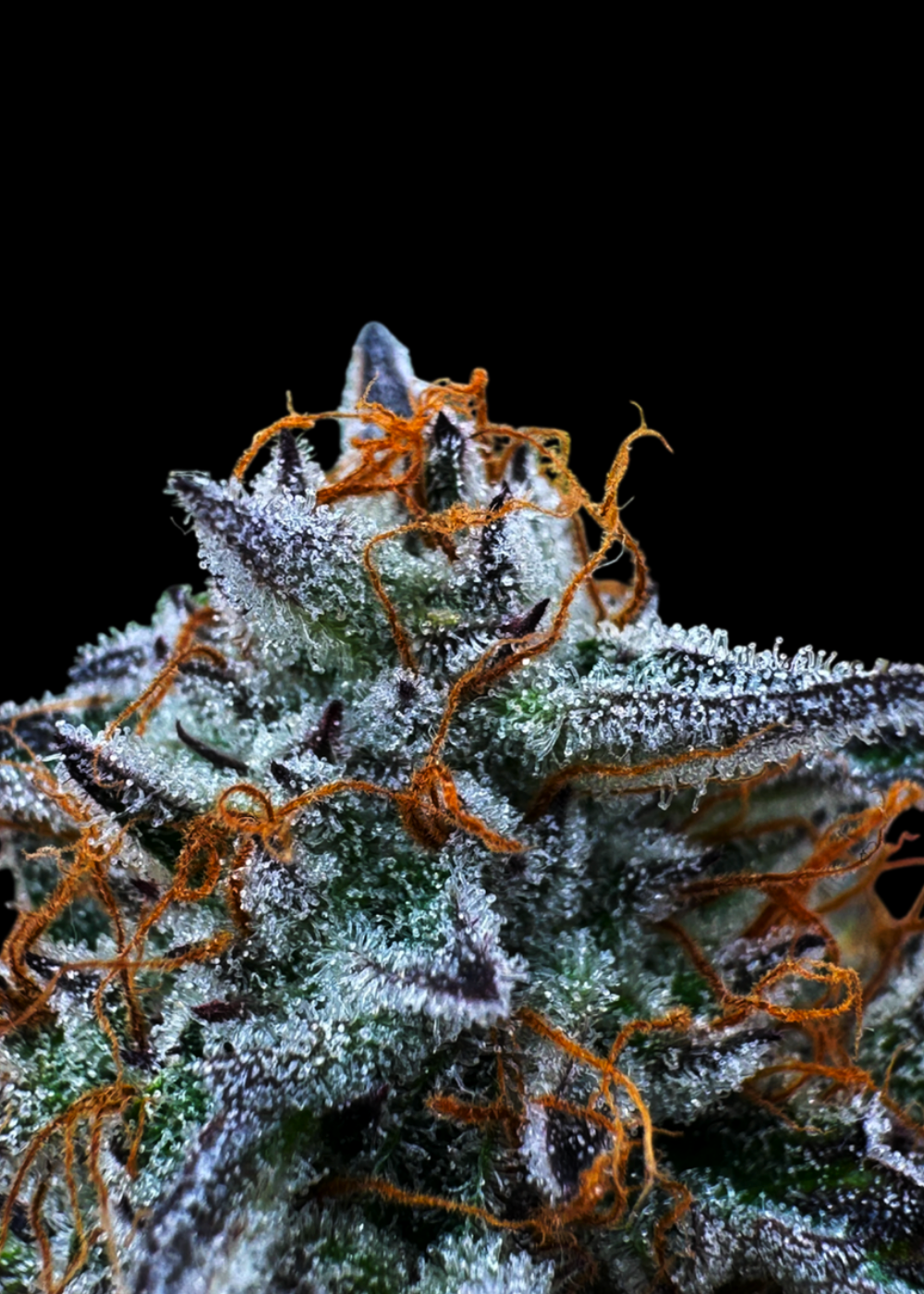 Morello Cherries Auto© Fem