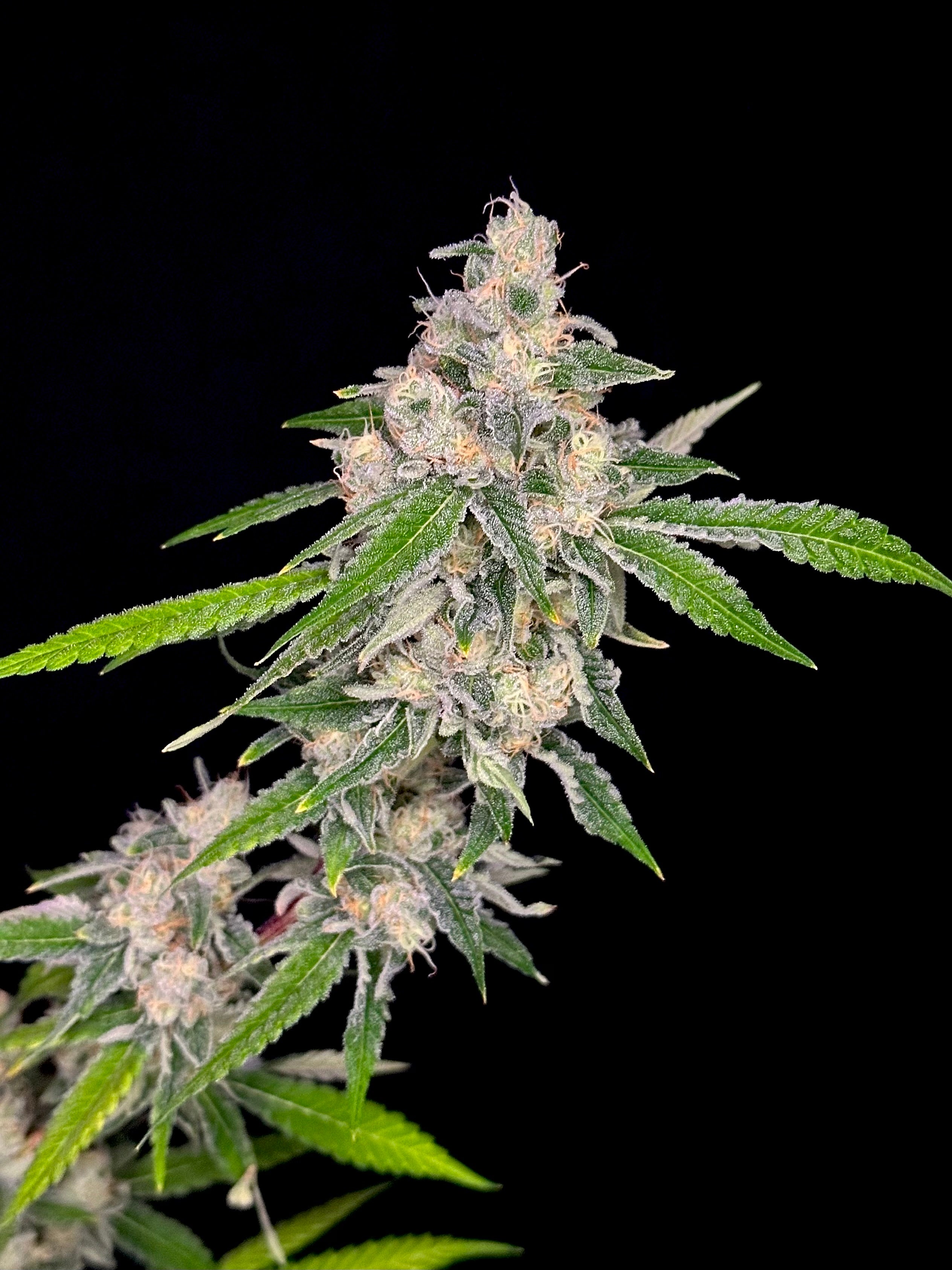 Sour Menthol Banger© (Sour Melon x Headbanger) x Mentha de Croco Bx1 Fern)