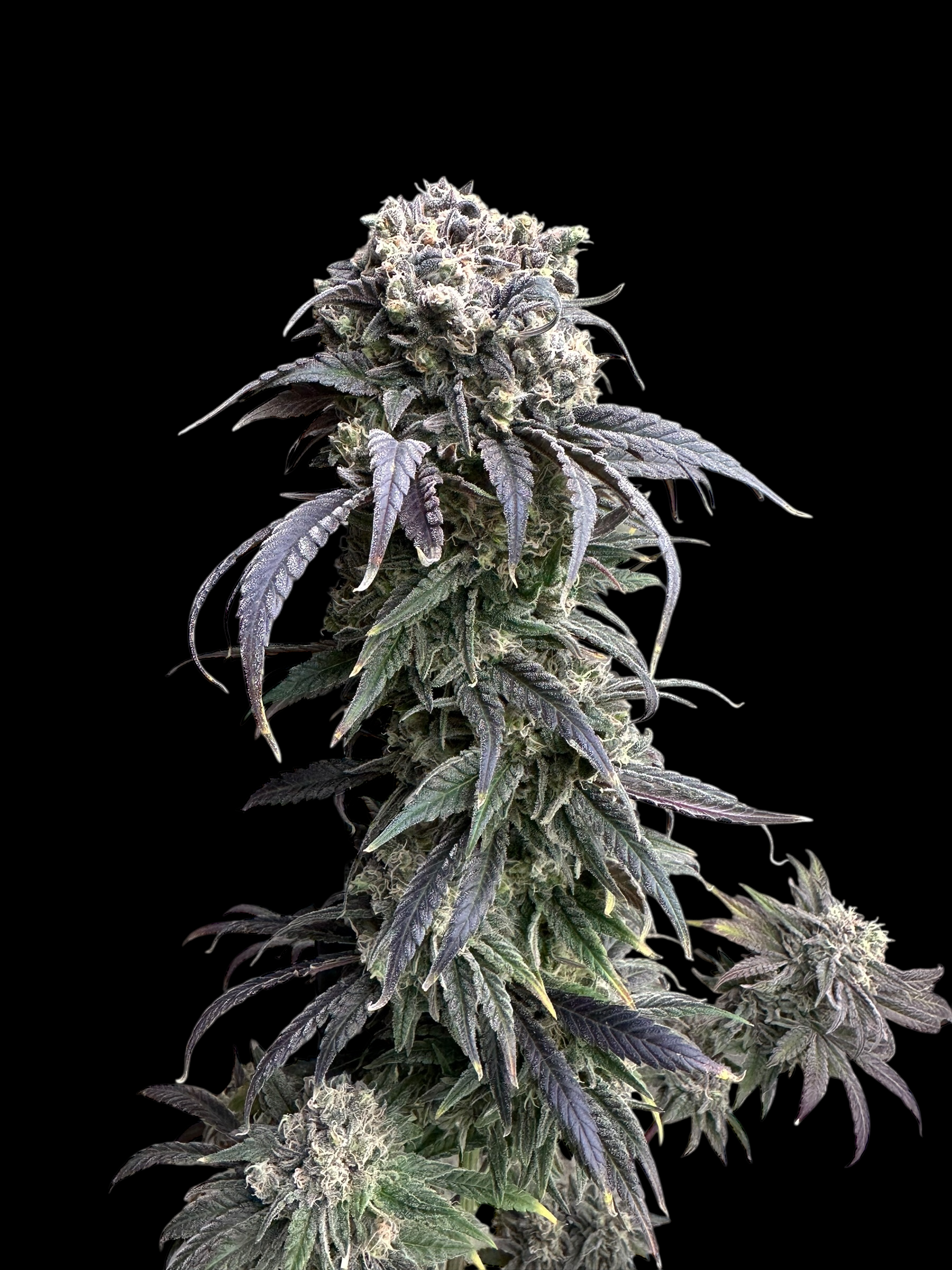 Zacatecas Skunk© Semi F1 Reg