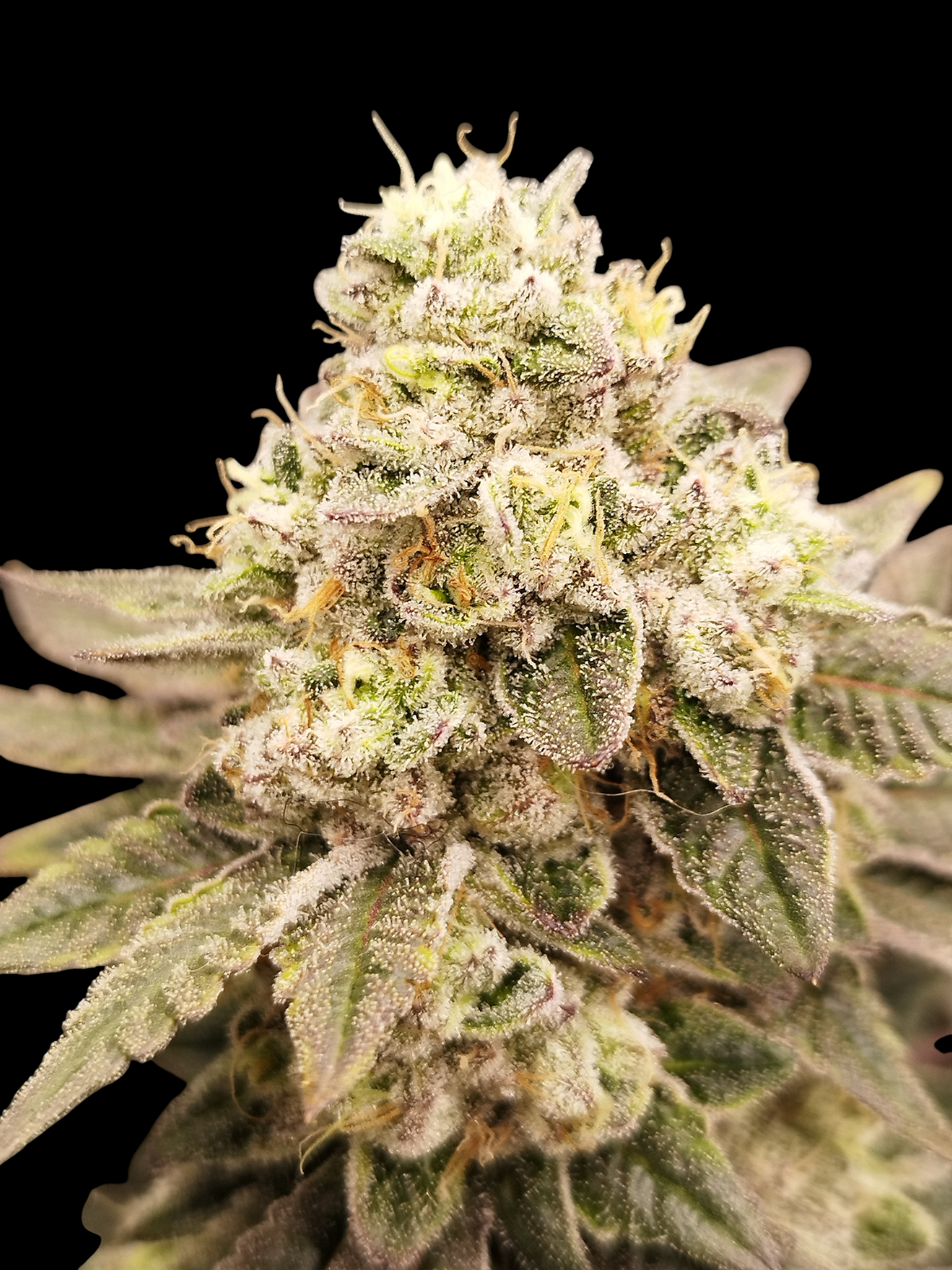 Soda Cream (Purple Octane x Spritzer)