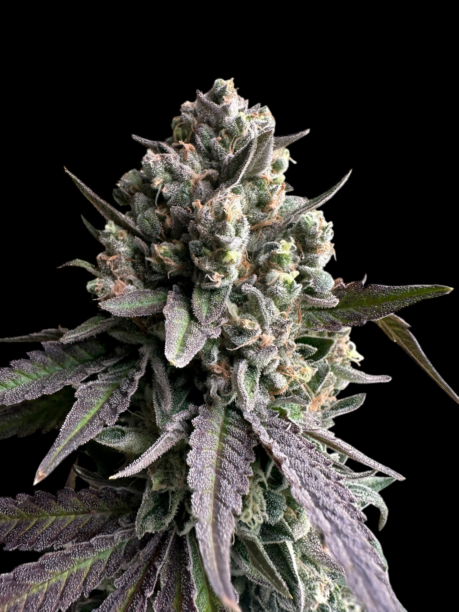Cheddar Mintz© (Melon Cheddar x Mentha de Croco F1 "Fern-Type")
