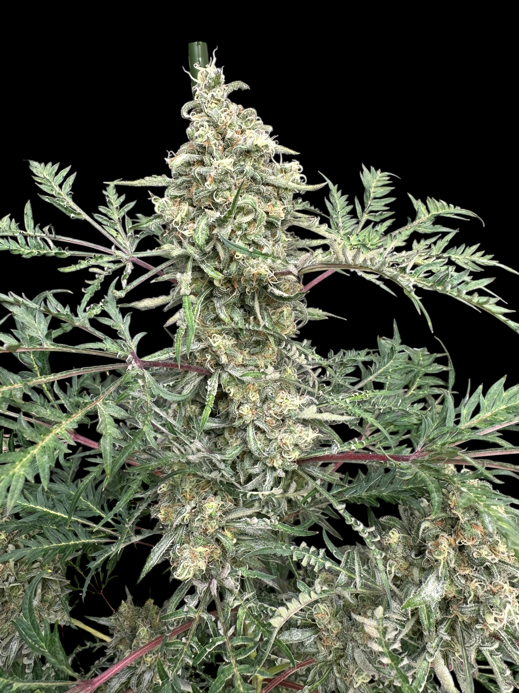 Chem Raptor© (Mentha de Croco #51 F2 × Mentha de Croco "Fusion Raptor F3")
