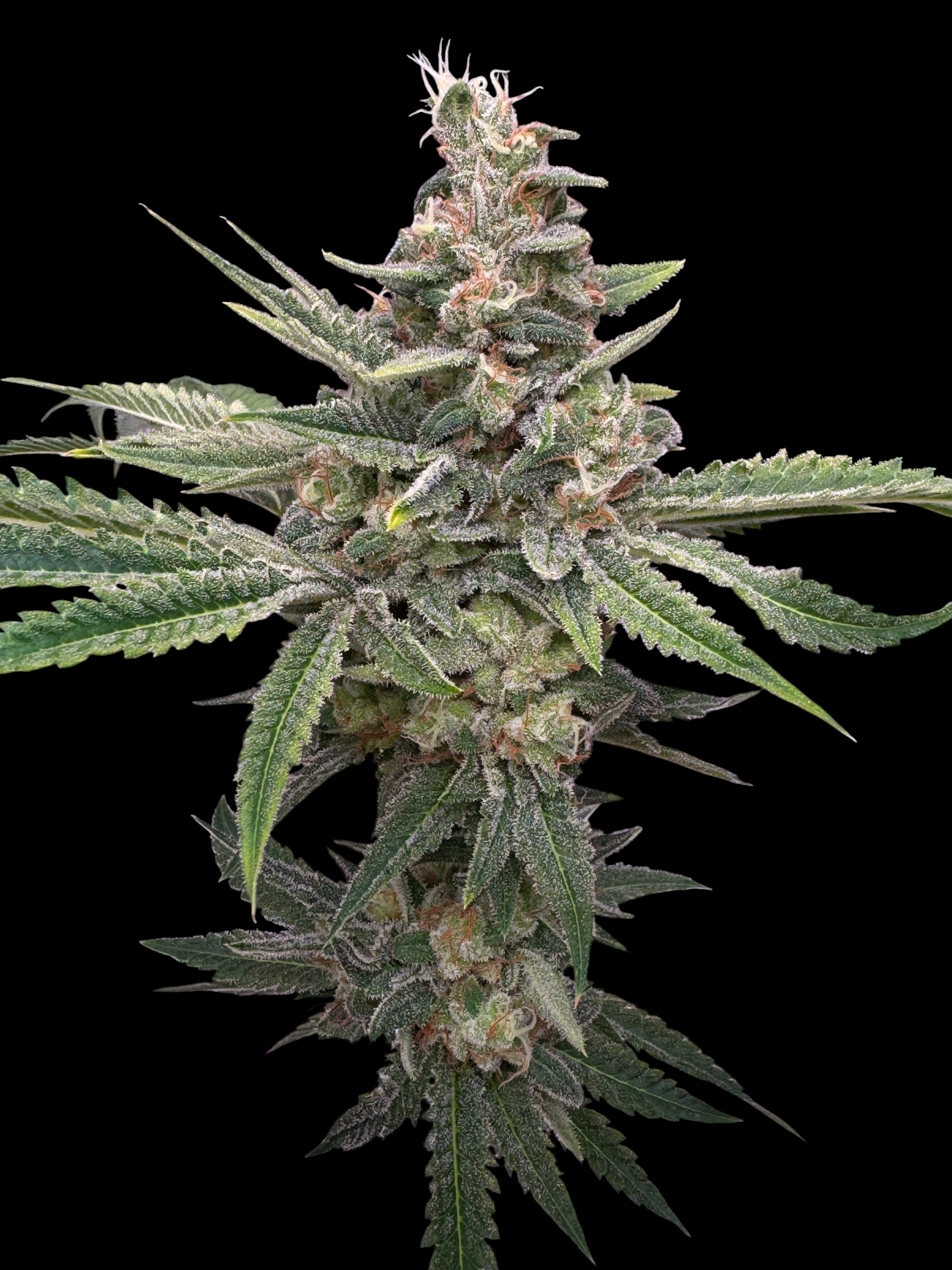 Parmiguave