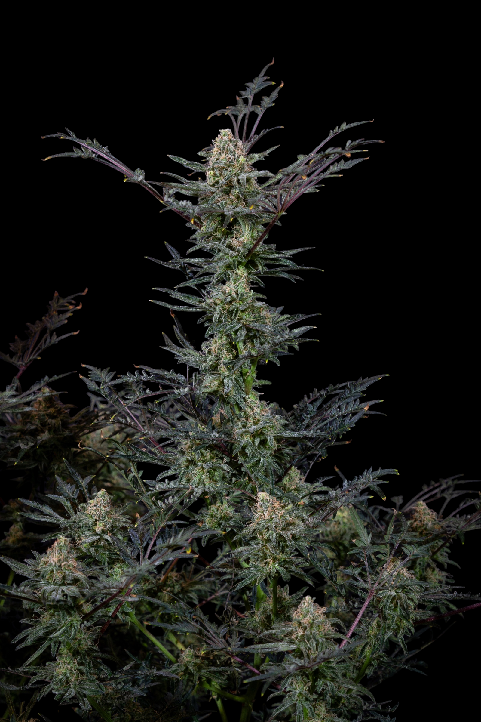 Cheese Mints (Cheddar Mintz x Mentha de Croco Bx1 Fern)