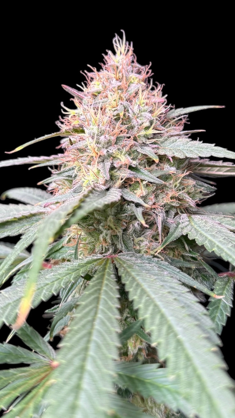 Pine Tar Croco© (Pine Tar Kush x Mentha de Croco F1 "Fern-Type")