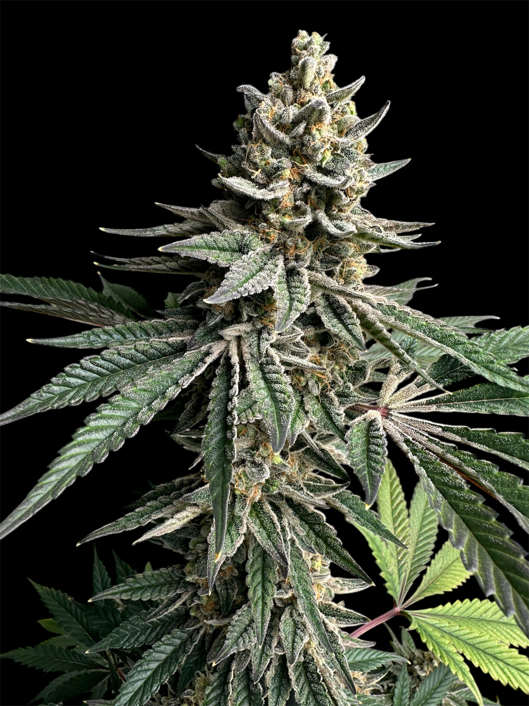 Remintz© (Golden Dust x Mentha de Croco F1 "Fern-Type")