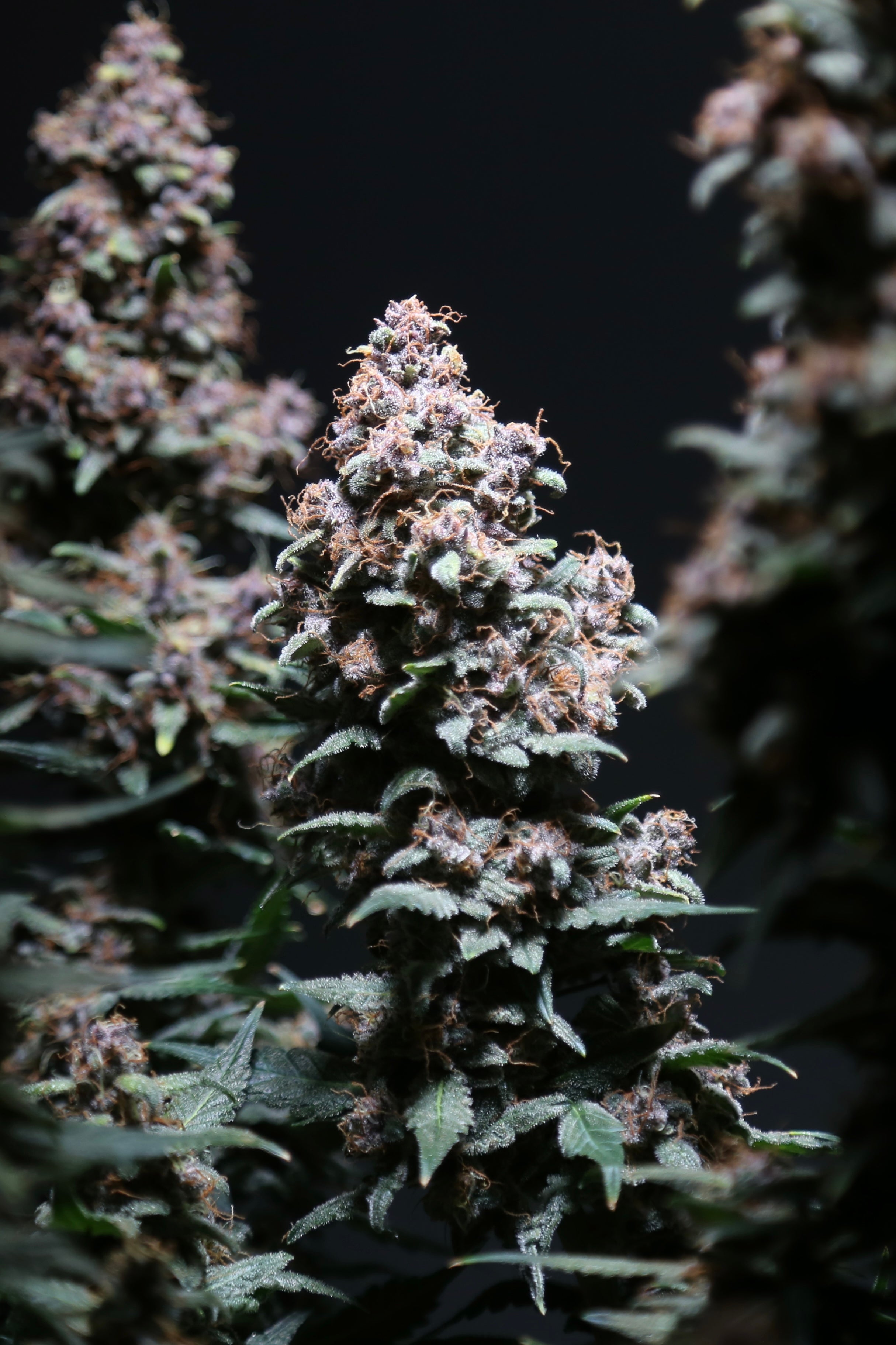 Platinum Ape Auto© (Gorilla Vanilla x Gorilla Glue XXL Auto)