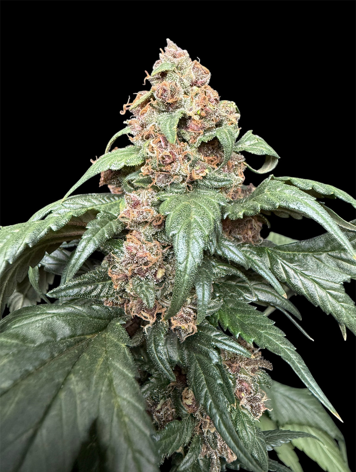 CBG GPP© (BBx 2CBG x GPP HBK 2.0) X SupaswagMDC// Open GPP
Hybrids)