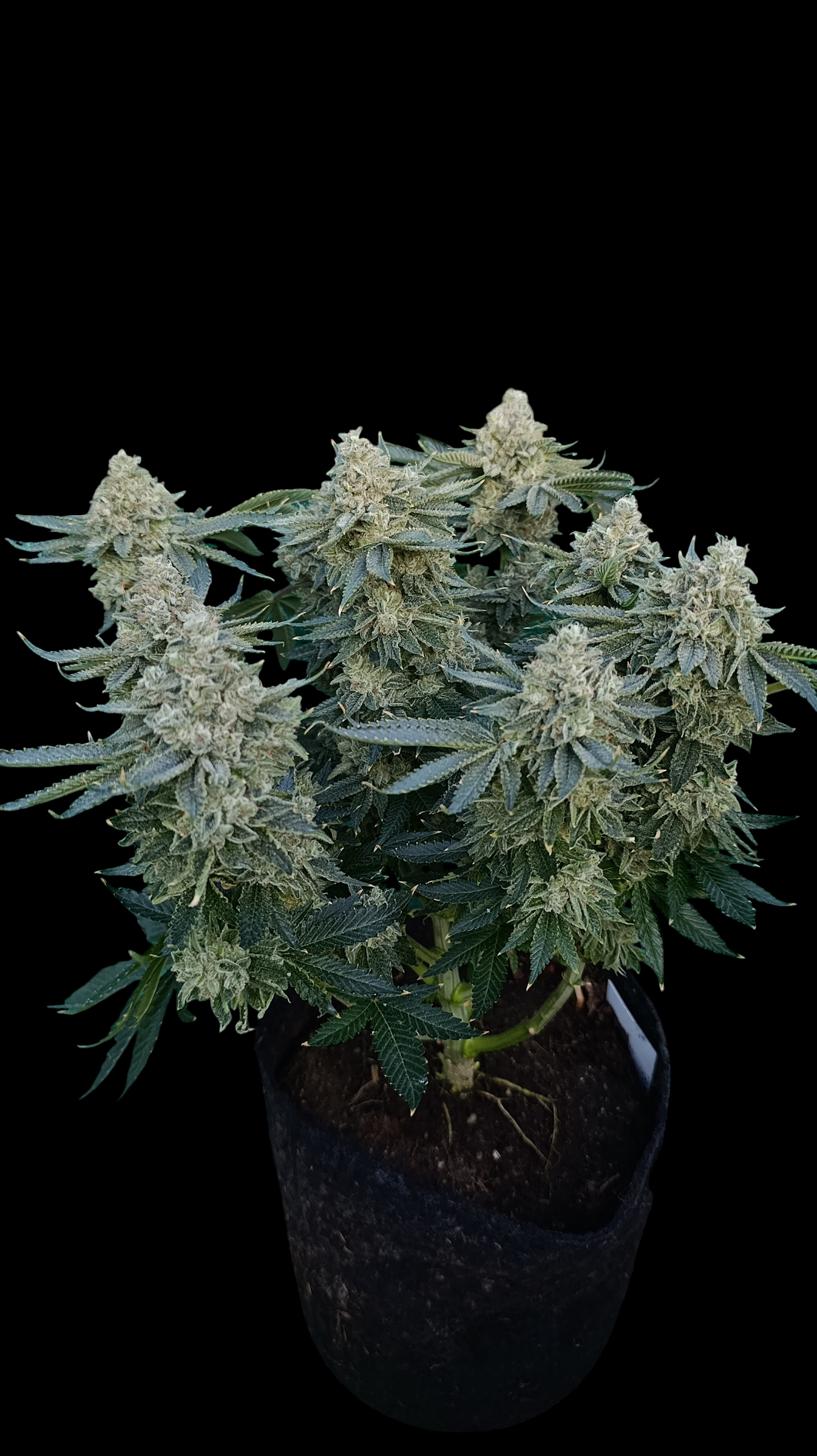 Zour MelonZ