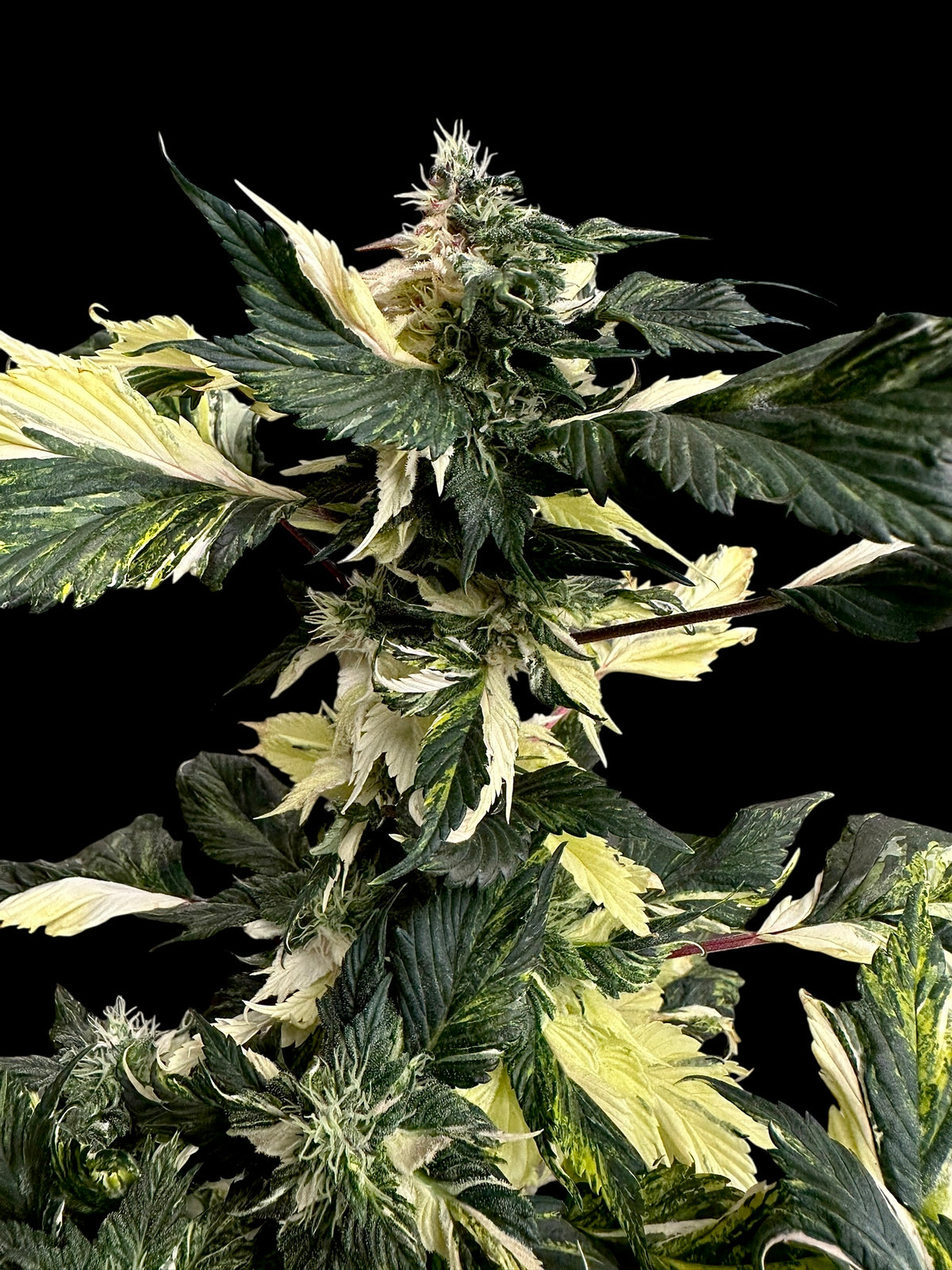 Variegated Sour Picasso© (Pink Pablo x (Sour Diesel Bx3 x Spicy Temptation GPP)