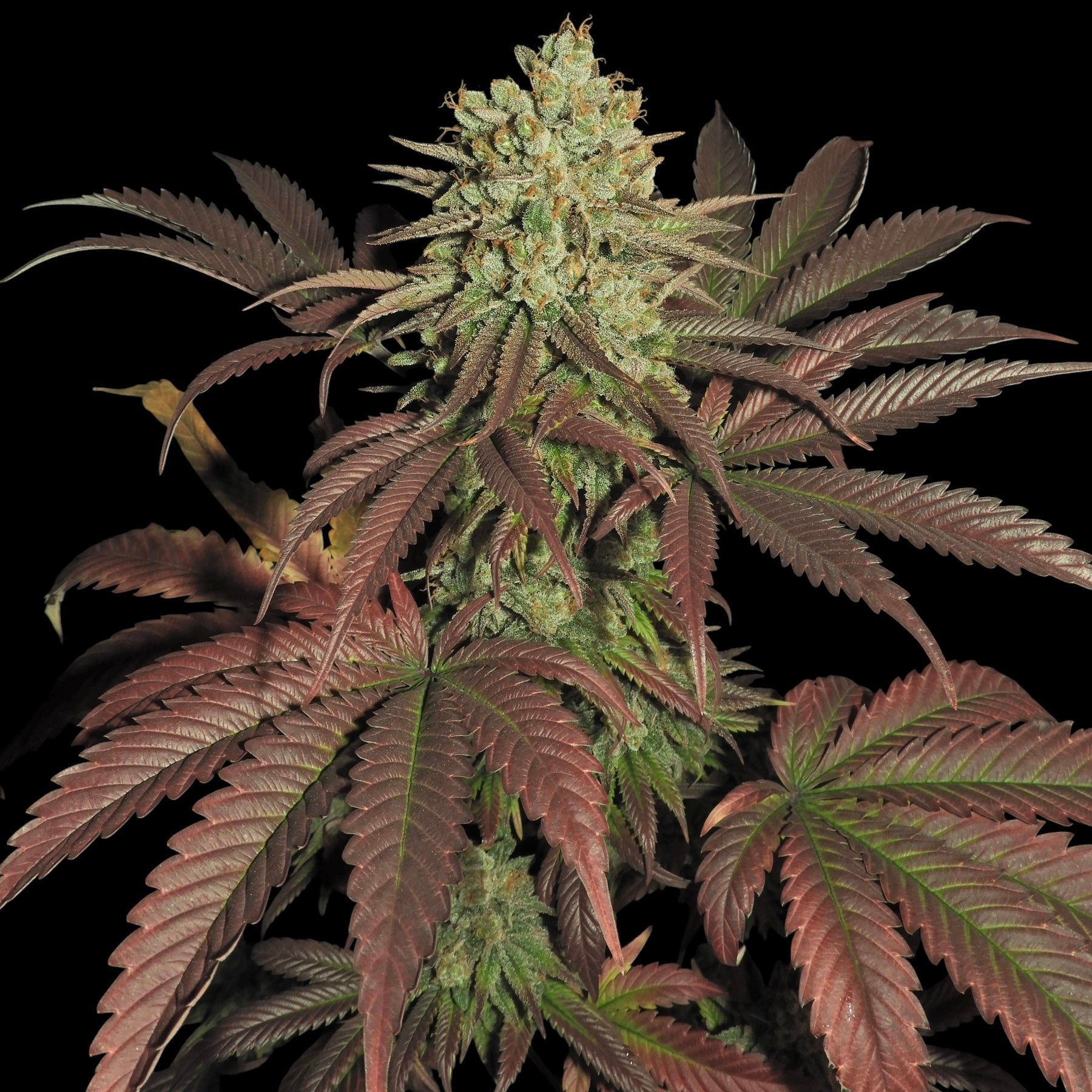 Haze D’Lux© Fem *LIMITED*