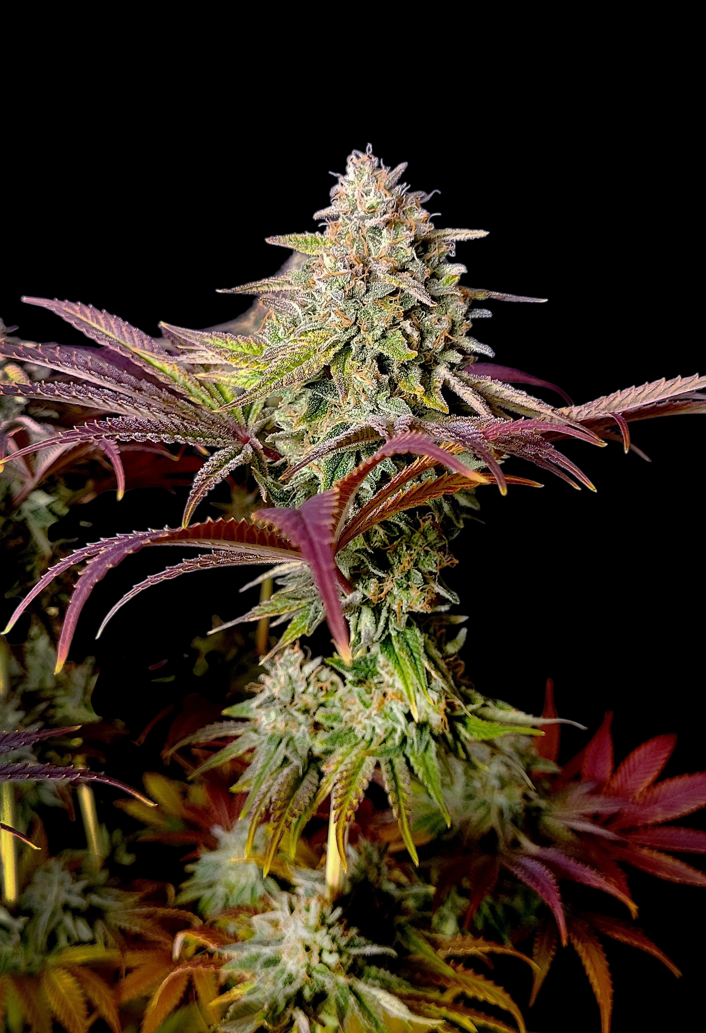 ZTRAWBERRY CHEMS© Fem *LIMITED*