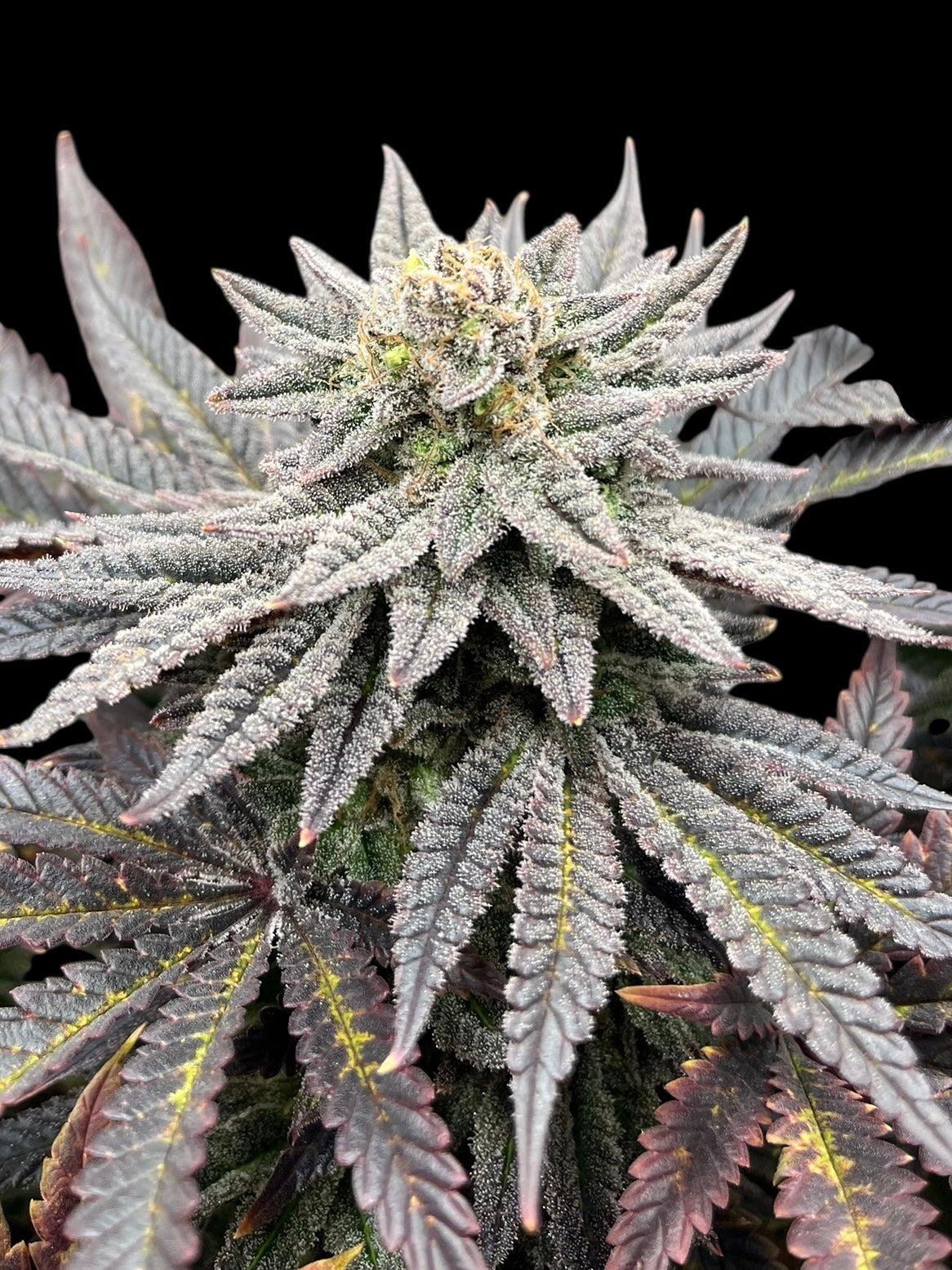 Super Menthol Haze© Fem