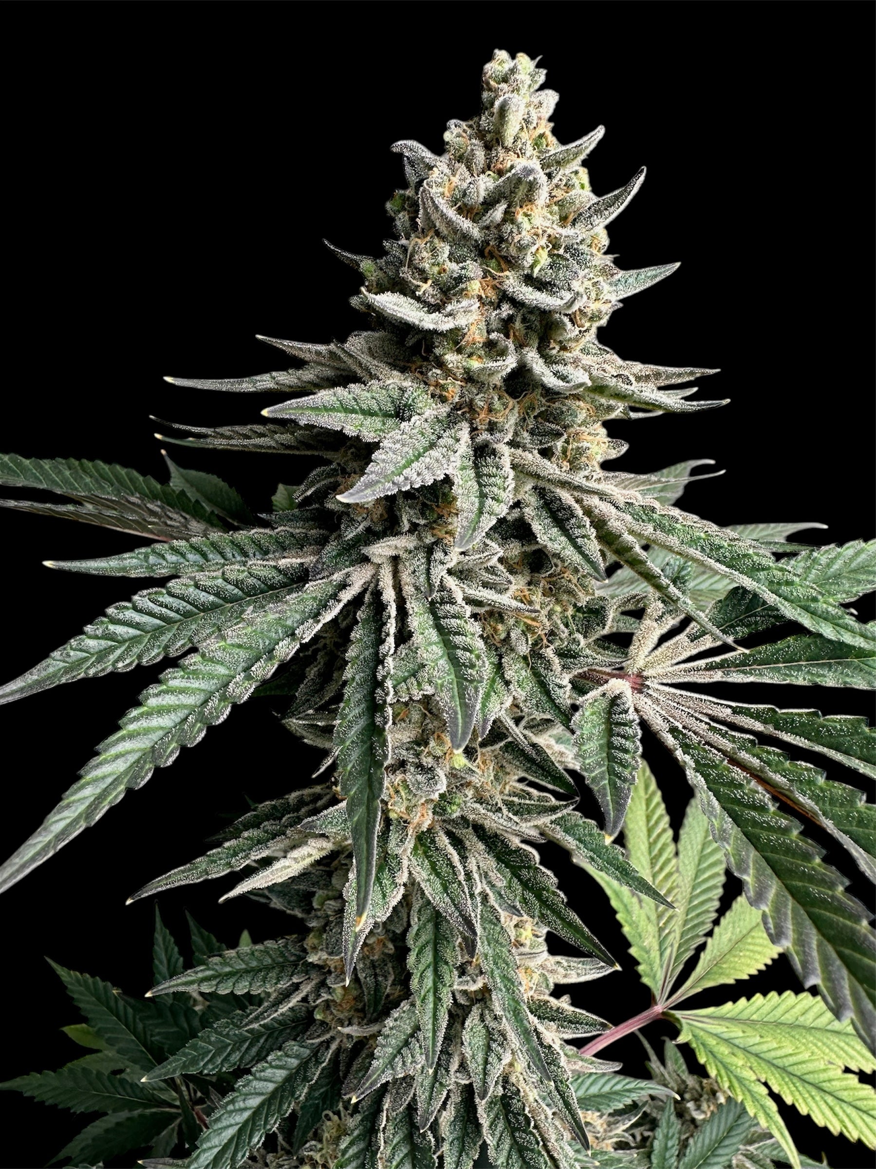 Remintz© (Golden Dust x Mentha de Croco F1 "Fern-Type")