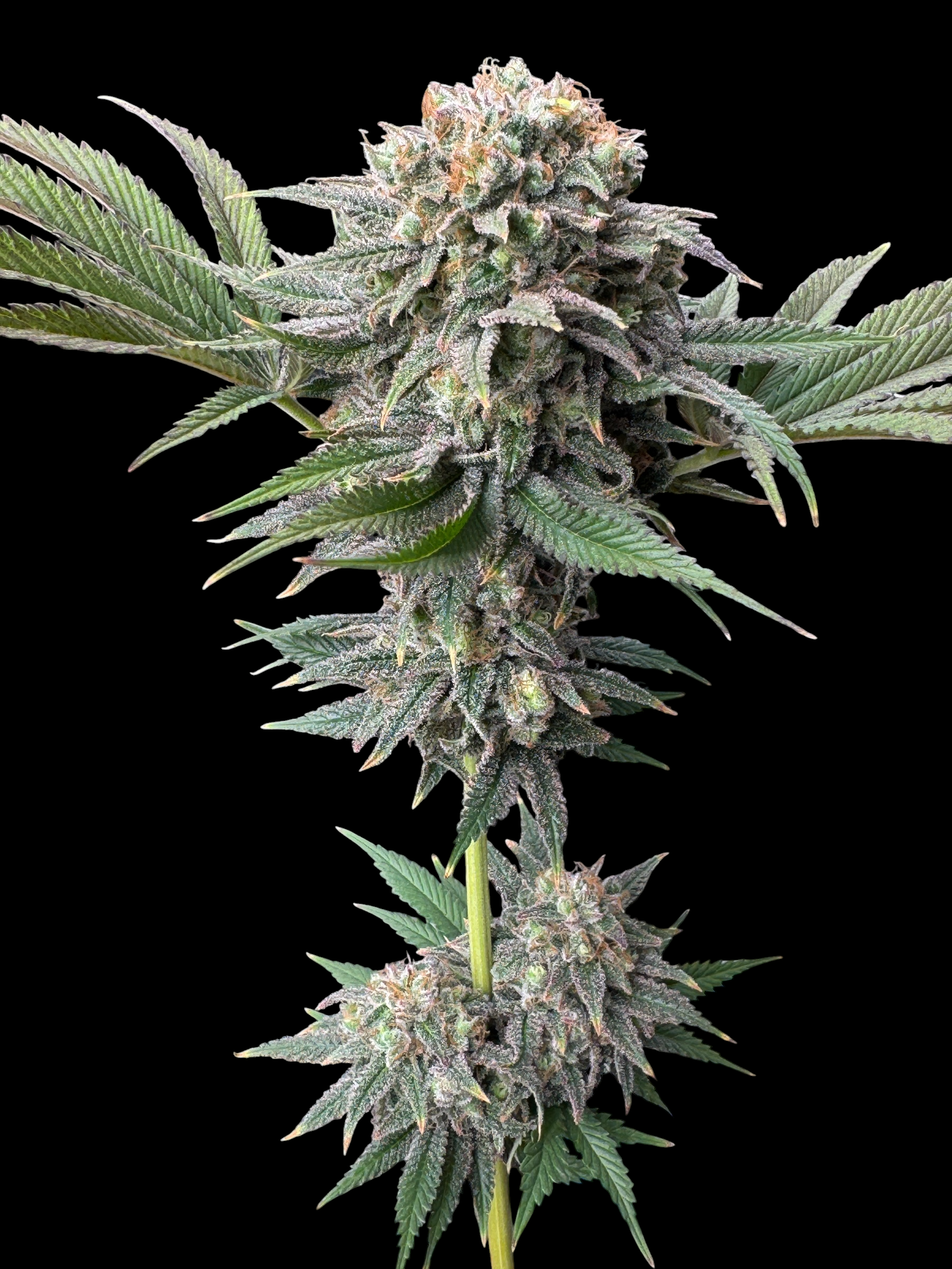 MACandarin (Forbidden Fruit Cake x (MAC x Mandarin Squeeze)