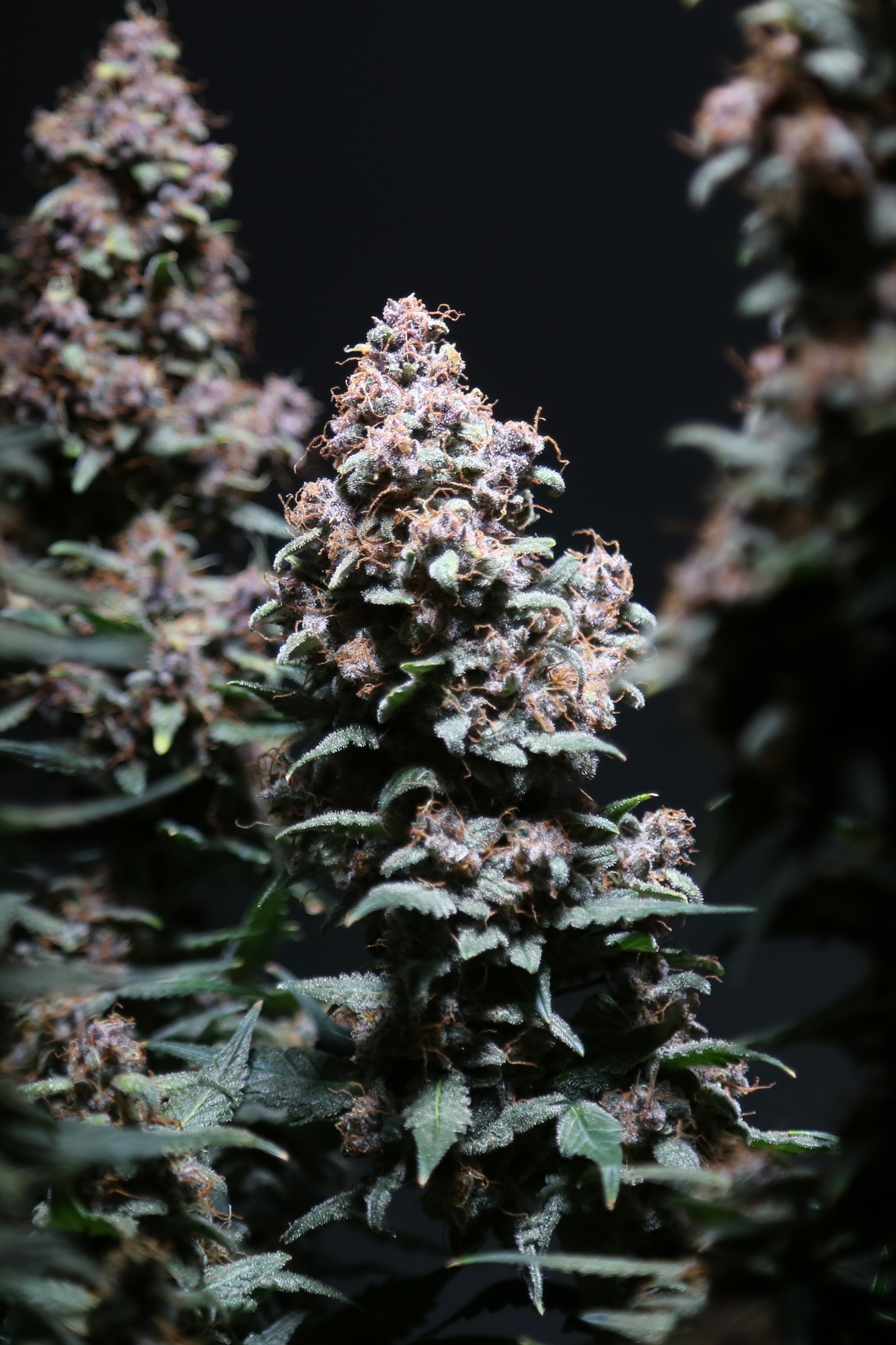 Platinum Ape Auto© (Gorilla Vanilla x Gorilla Glue XXL Auto)