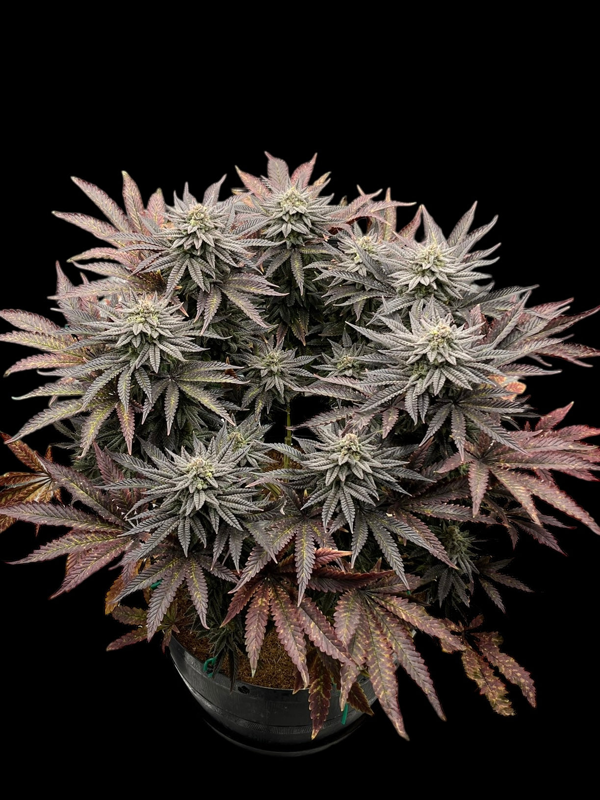 Super Menthol Haze© (Super Lemon Haze x Mentha de Croco Bx1 Fern)