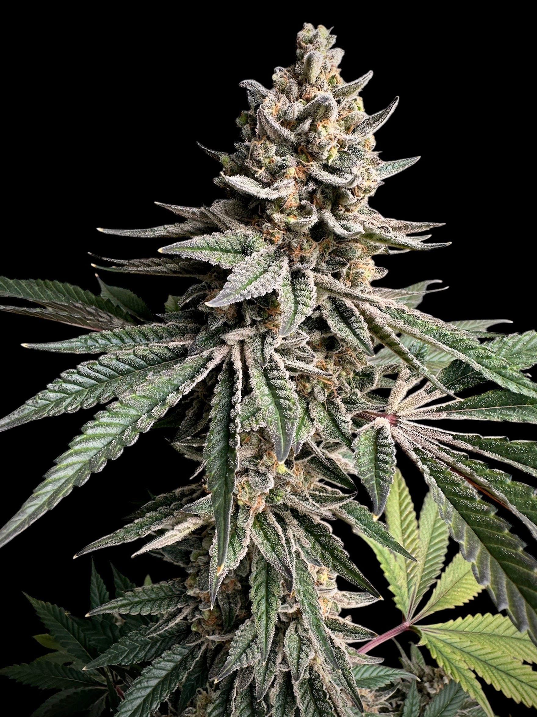 Remintz© (Golden Dust x Mentha de Croco F1 "Fern-Type")